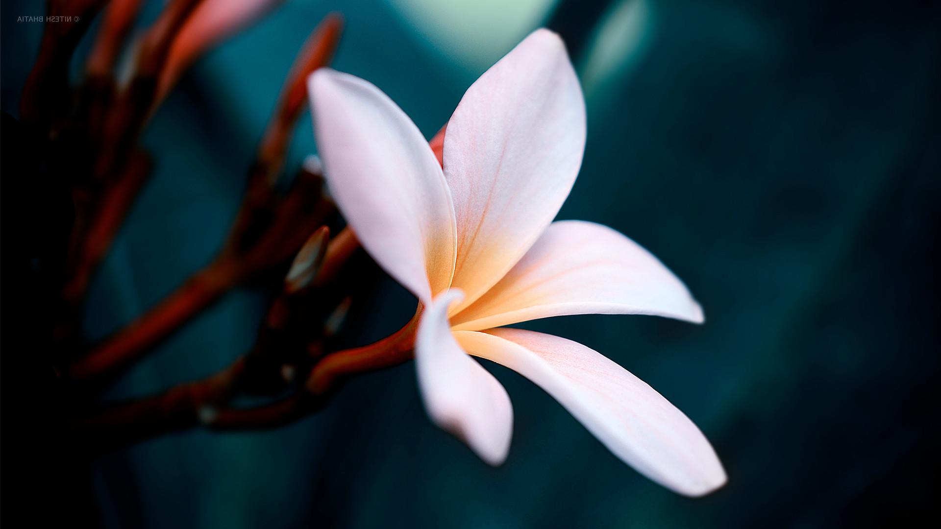 Fiore bianco di frangipani, 1920x1080 Full HD 1080p, Desktop