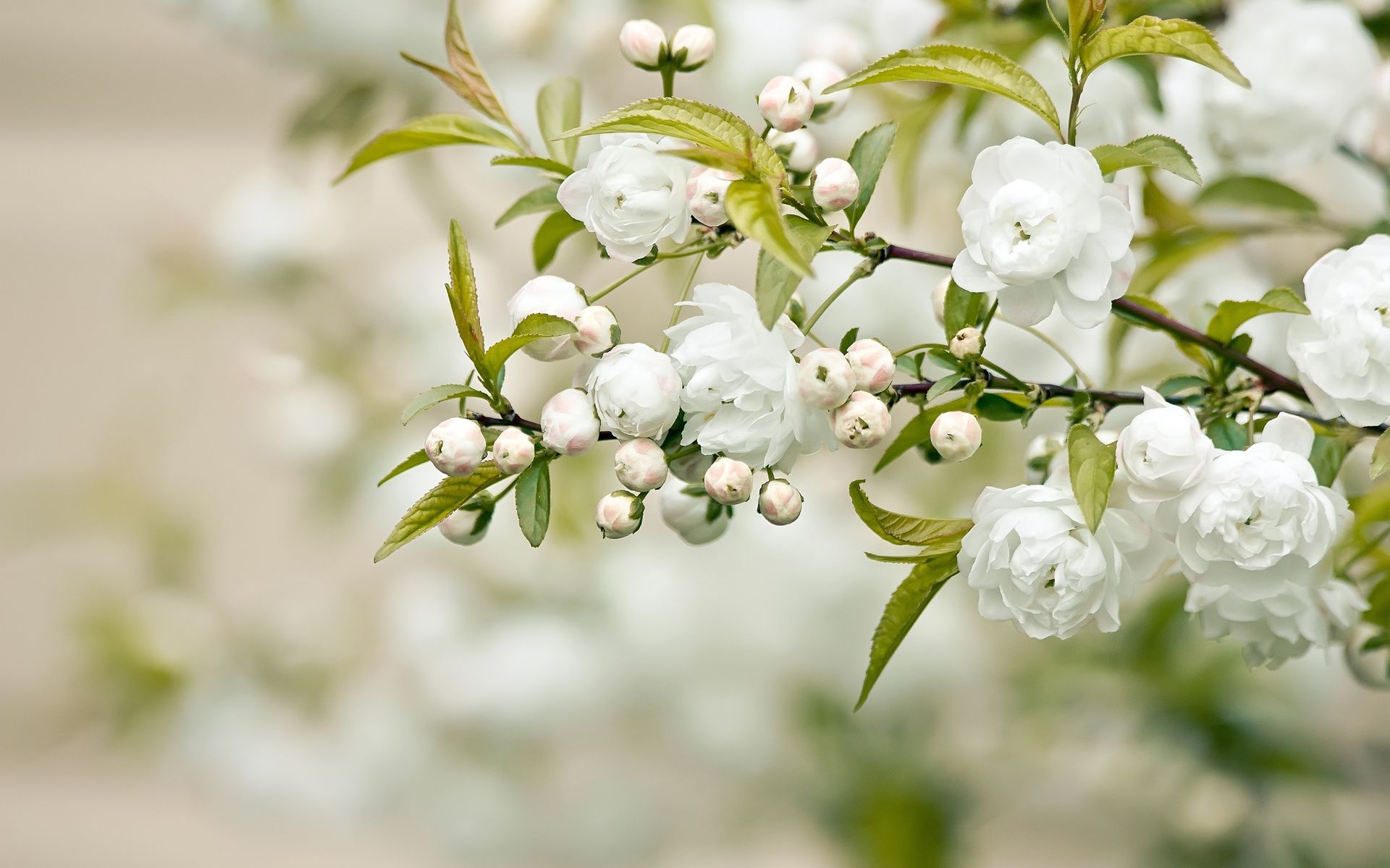 Fiori bianchi di ciliegio, 1920x1200 WUXGA, Desktop