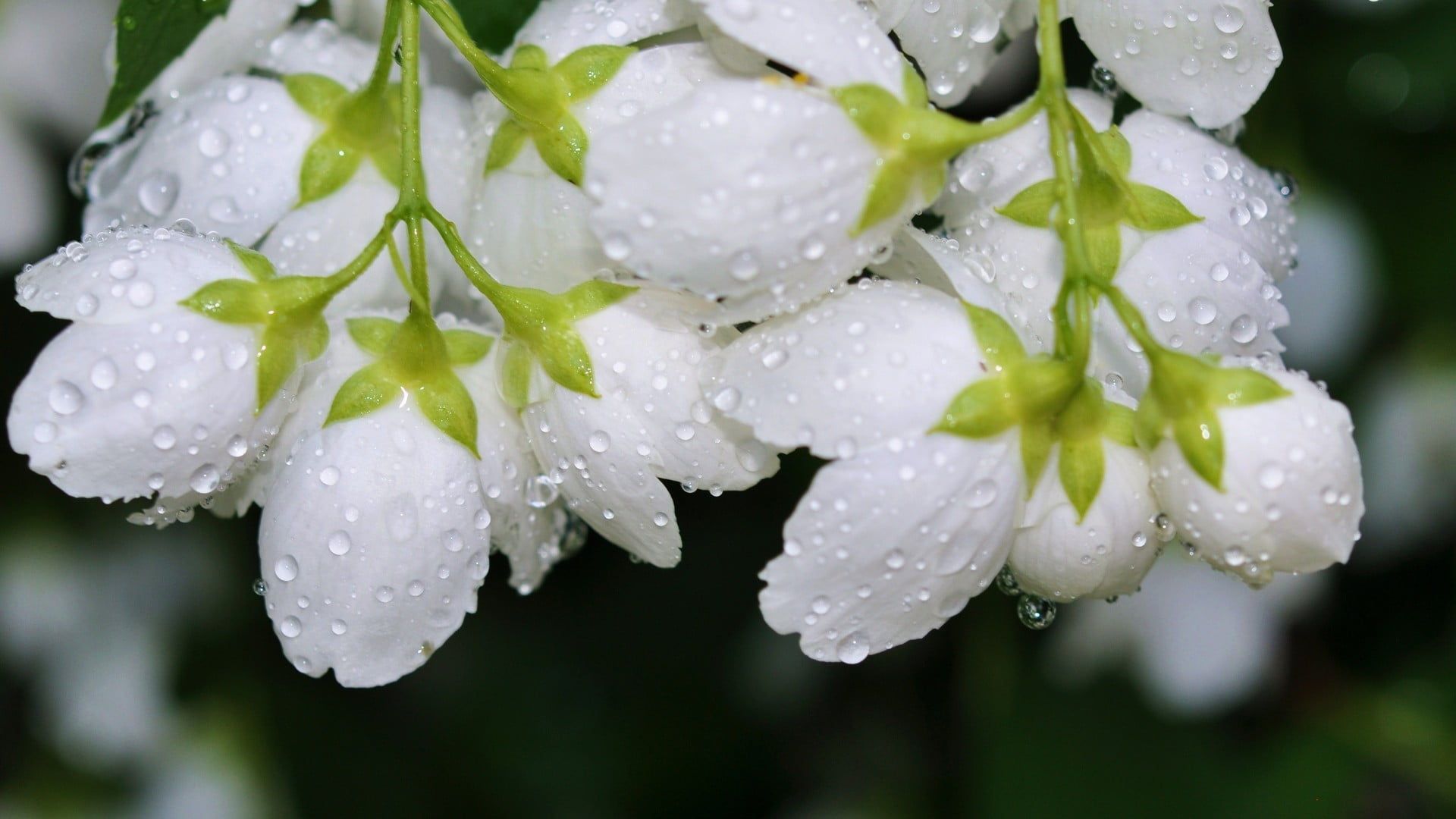 Fiori bianchi con gocce d'acqua, 1920x1080 Full HD, PC Desktop