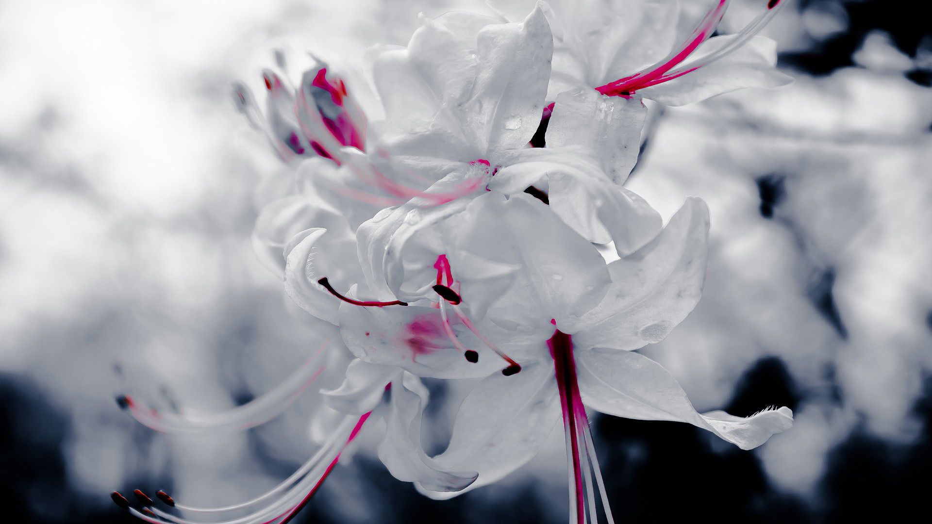 Fiori bianchi con stami rosa, 1920x1080 Full HD 1080p, Laptop