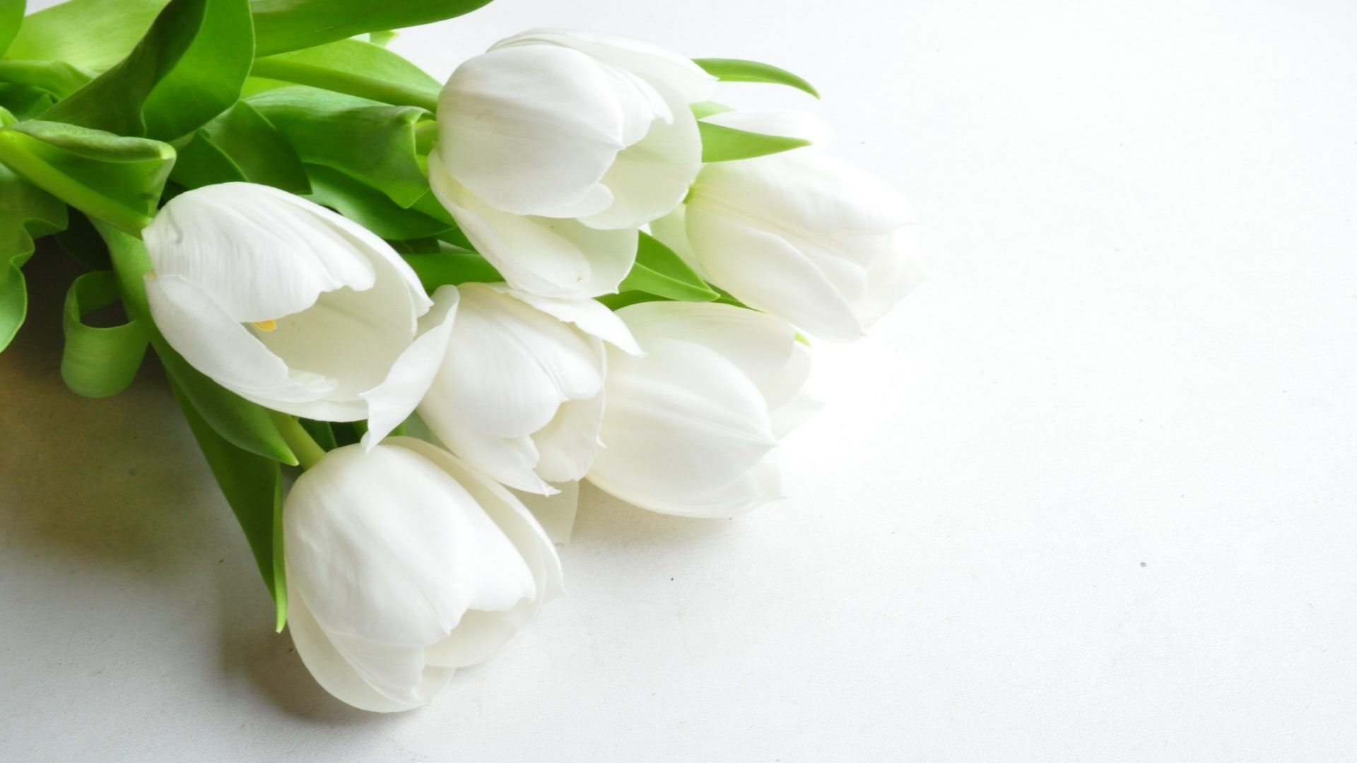 Mazzo di tulipani bianchi, 1920x1080 Full HD, Desktop