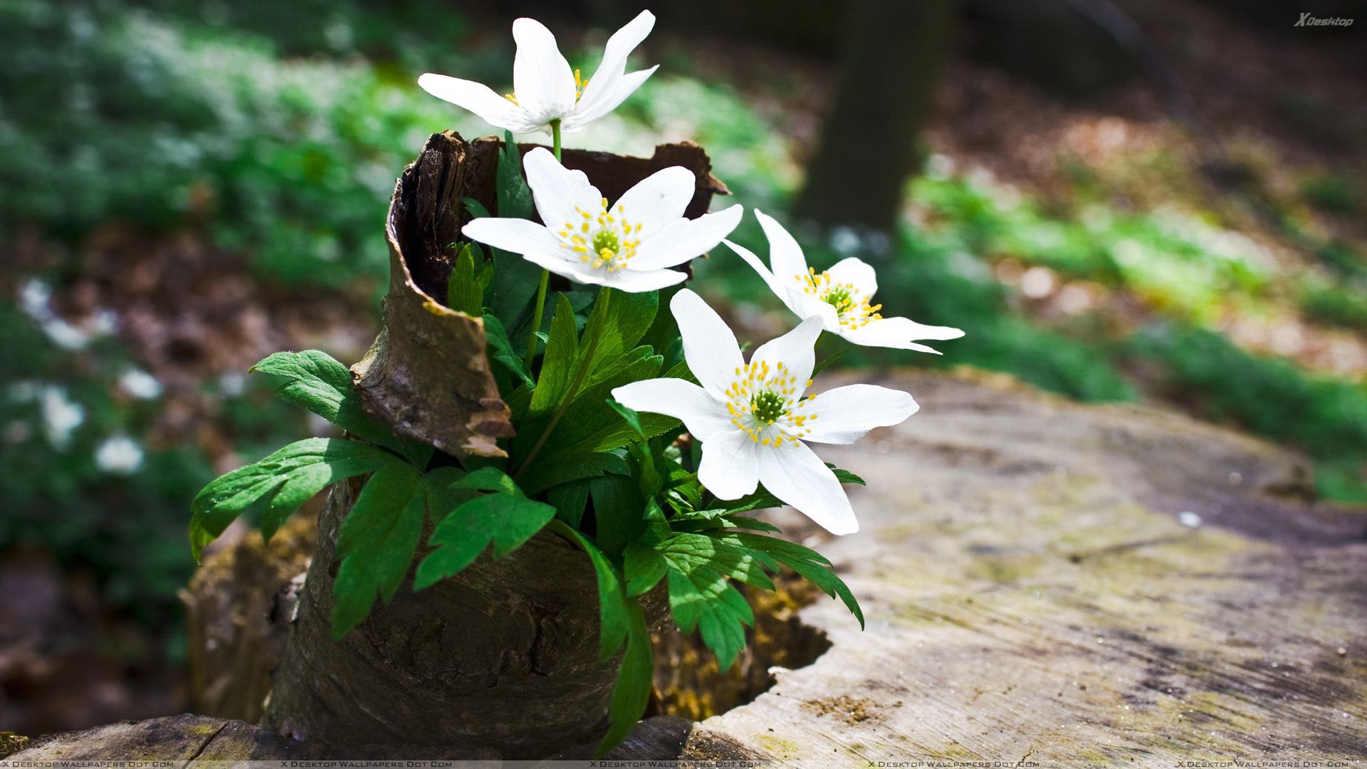 Fiori bianchi su tronco, 1920x1080 Full HD, Desktop