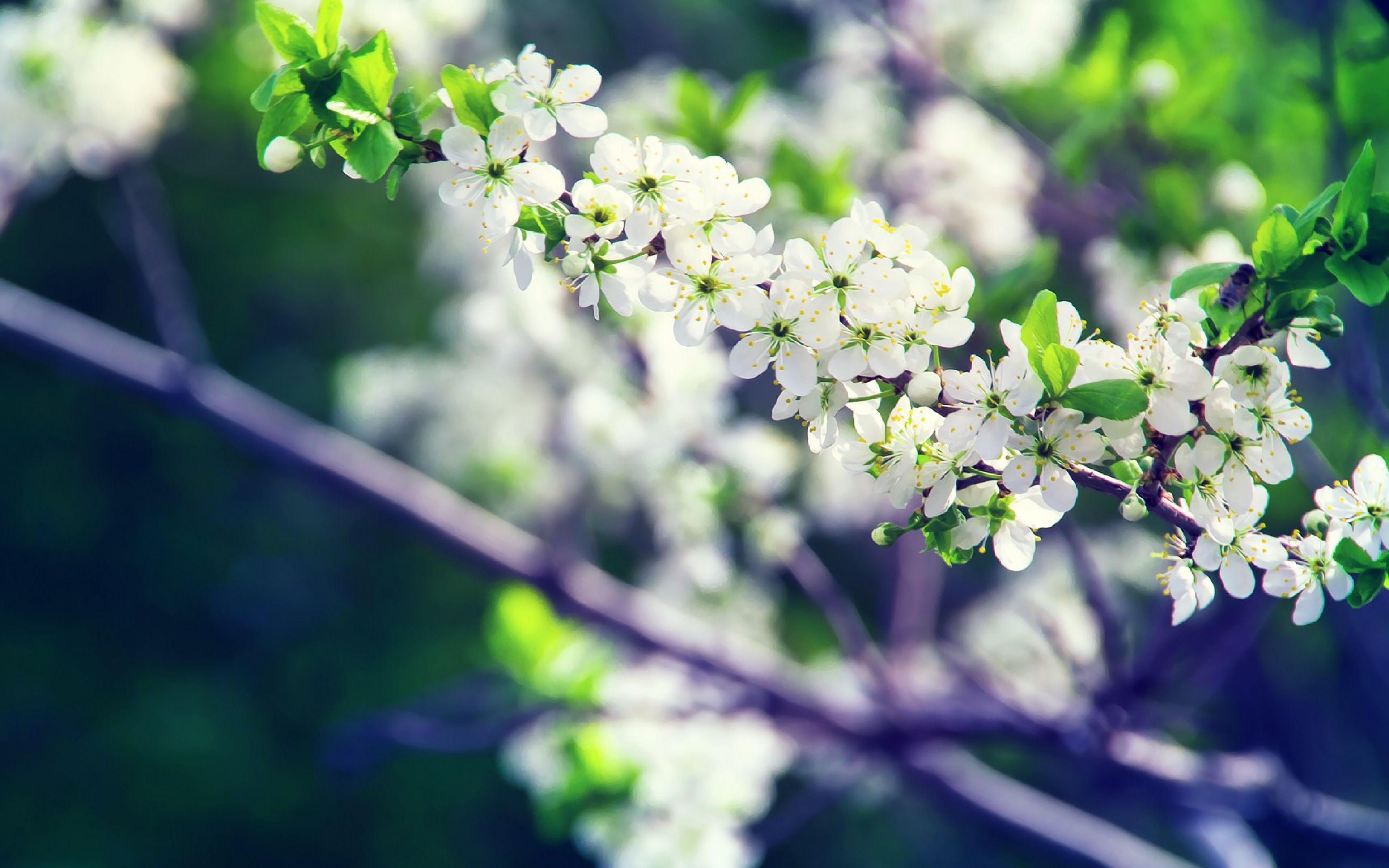 Fiori bianchi su ramo, 3840x2400 UHD, PC 4K