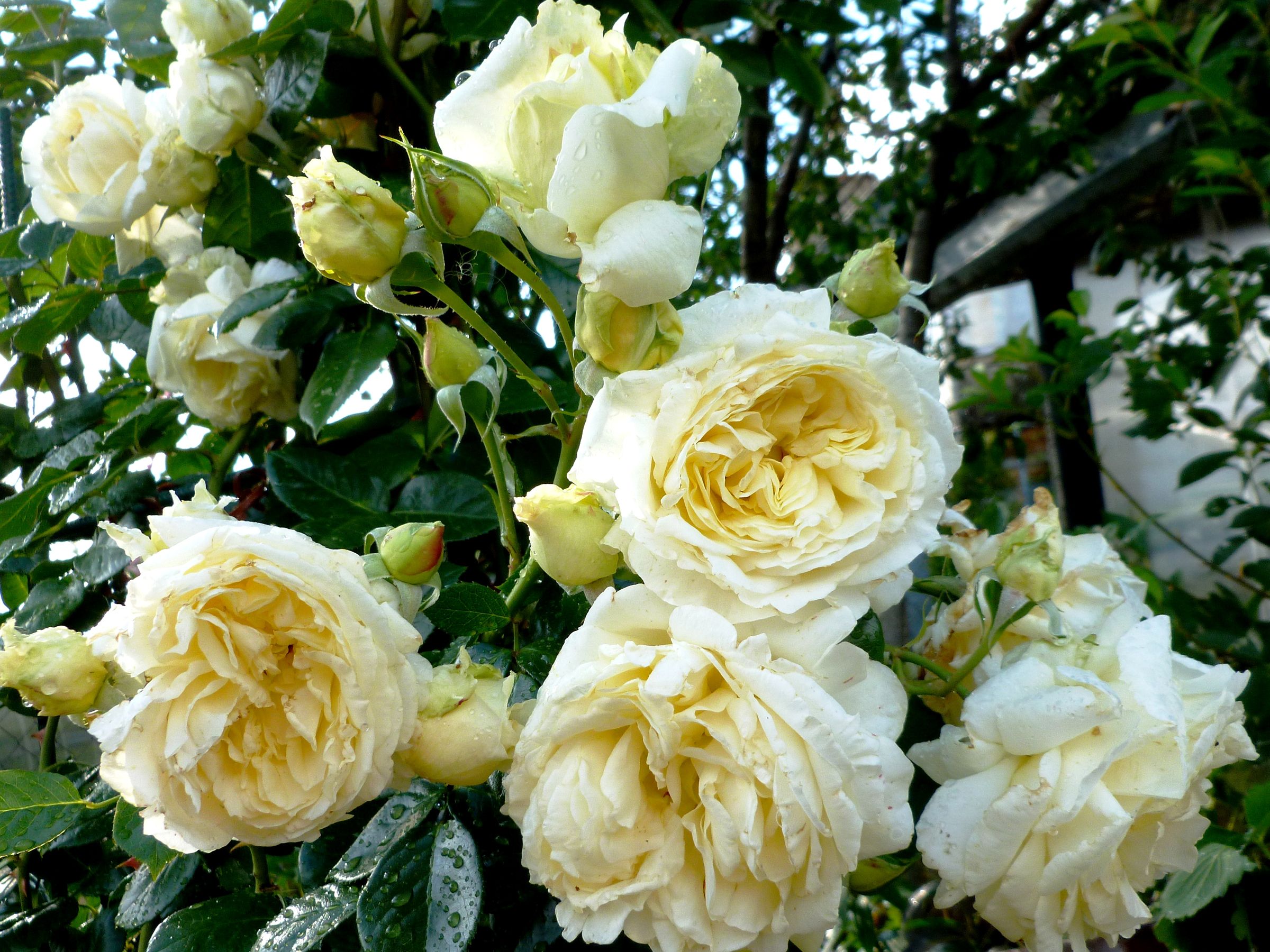 Rose bianche giardino, 2400x1800 alta risoluzione, PC Desktop
