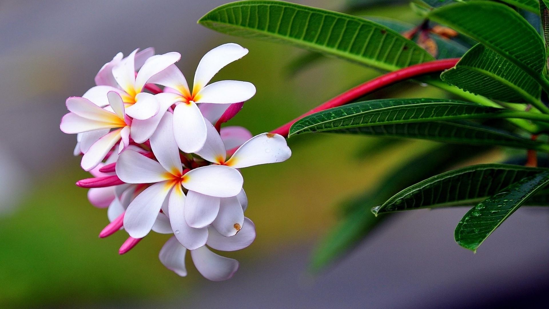 Fiori bianchi di plumeria, 1920x1080 Full HD, Laptop