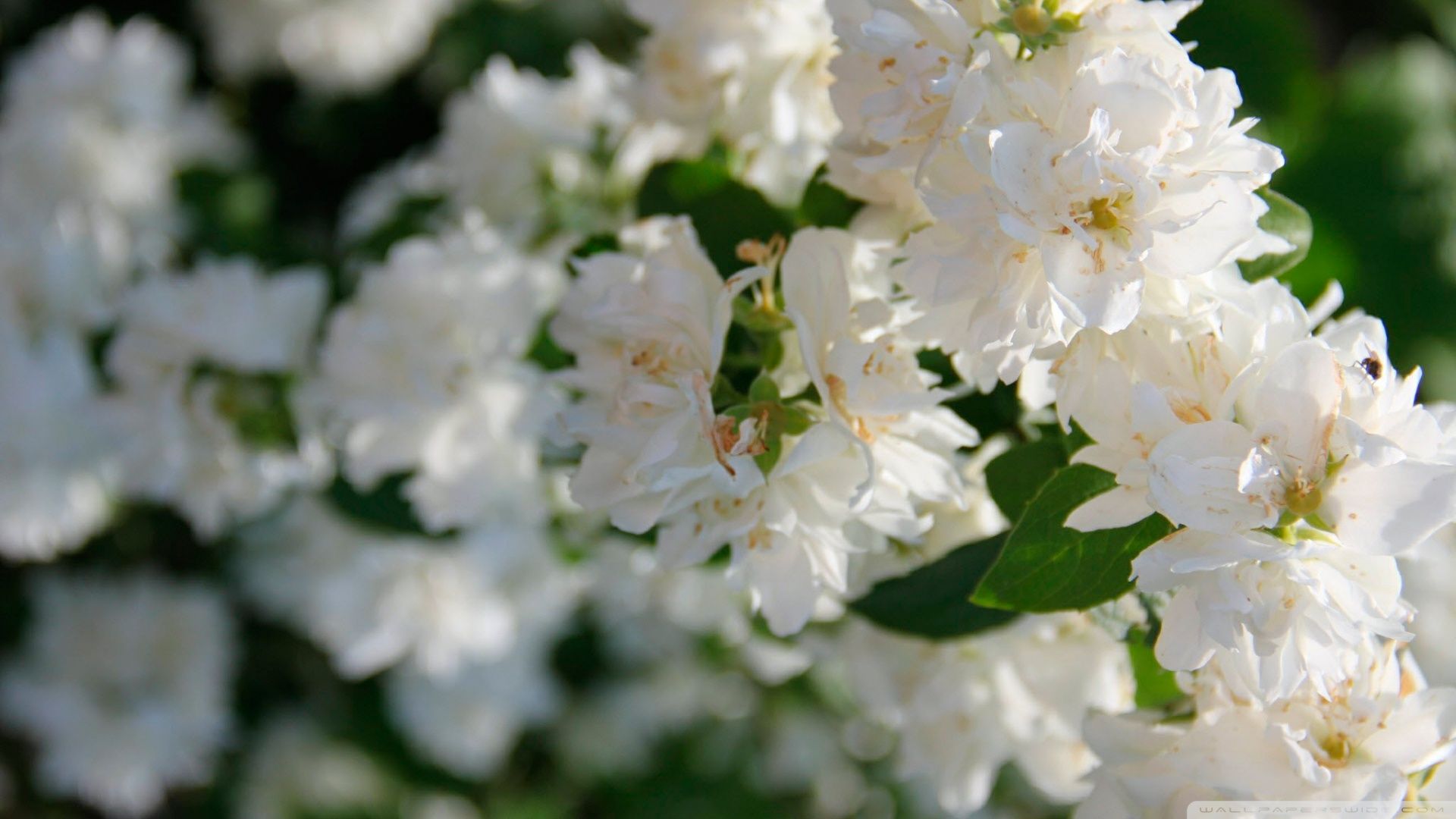 Fiori bianchi in giardino, 1920x1080 Full HD 1080p, PC