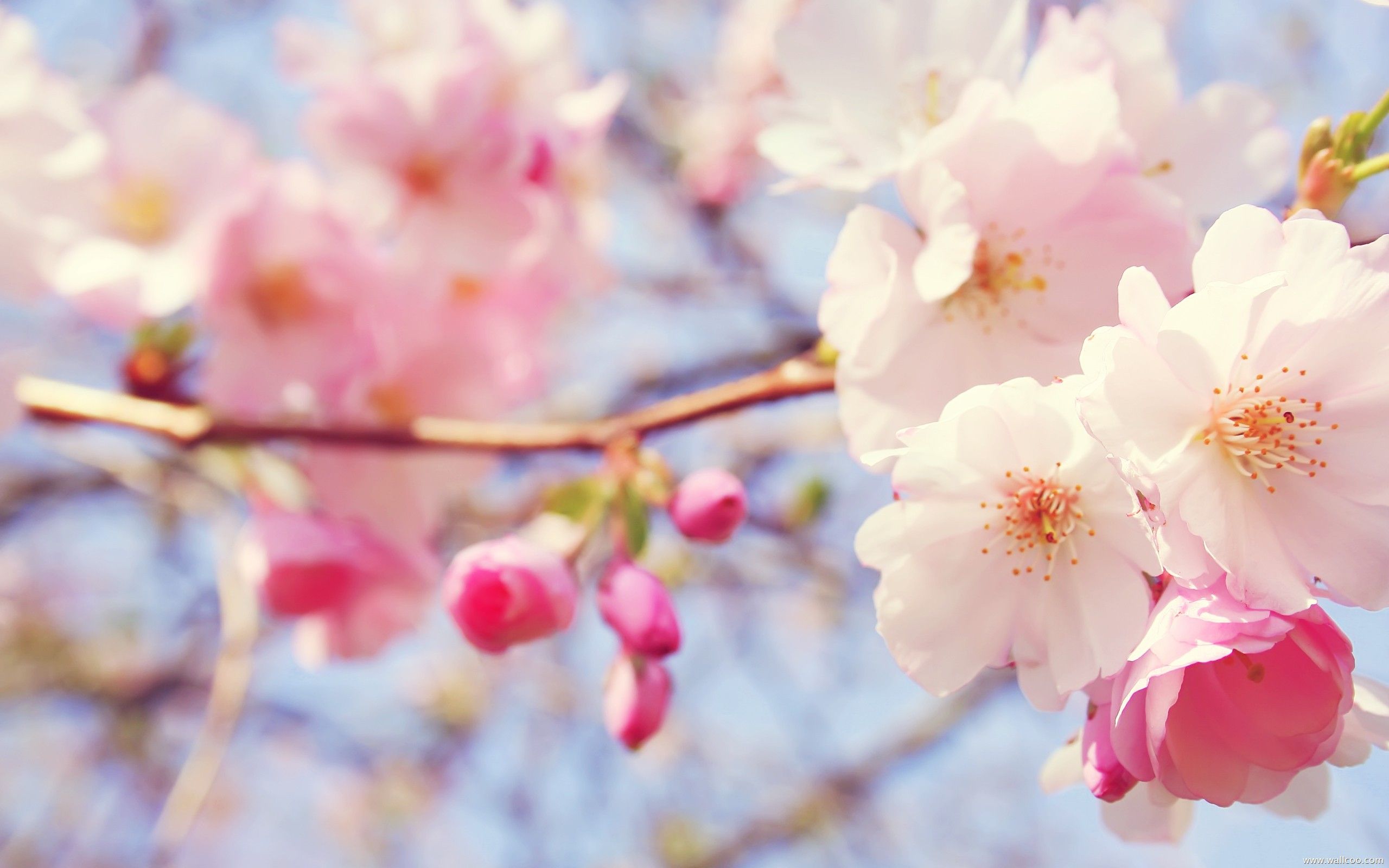 Fiori di ciliegio rosa, 2560x1600 2K+, MacBook Pro