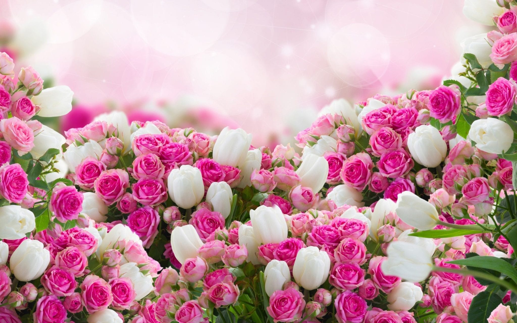 Fiori rosa e bianchi, 2048x1280 2K, Desktop