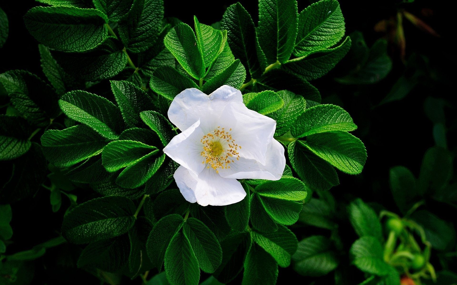 Fiore bianco rosa canina, 1920x1200 WUXGA, iMac