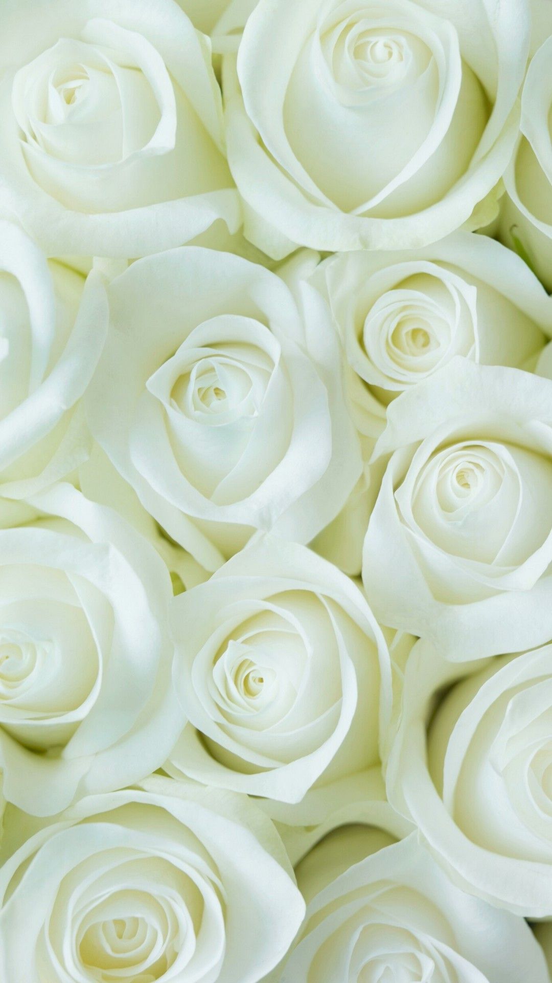 Rose bianche ravvicinate, 1080x1920 Full HD Verticale, Smartphone