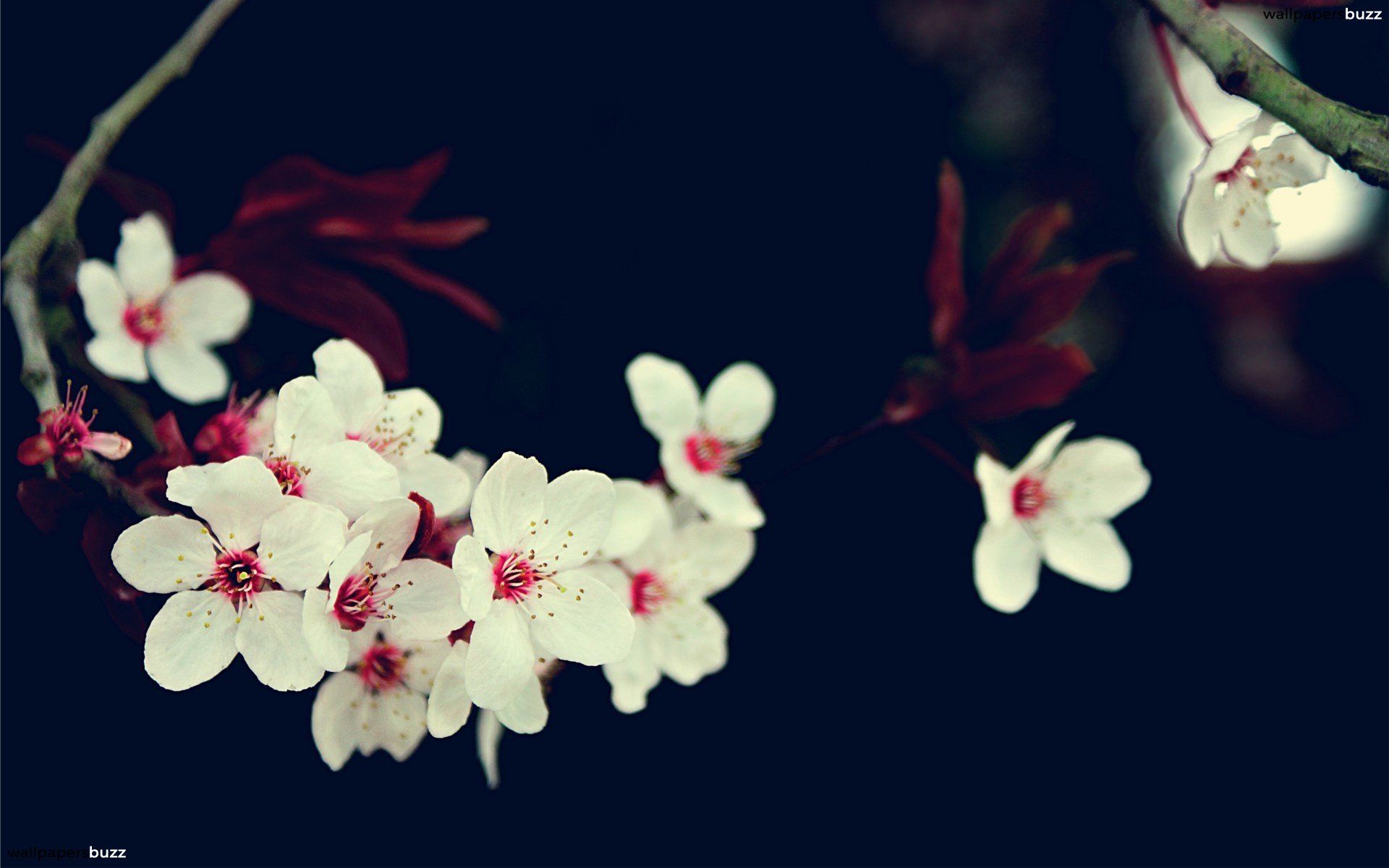 Fiori bianchi di ciliegio, 1920x1200 Full HD+, PC