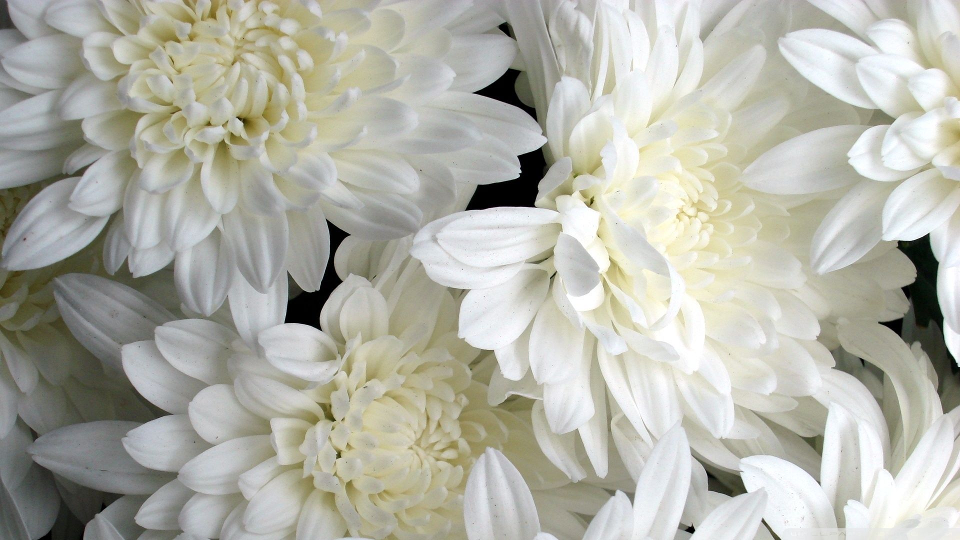 Fiori bianchi crisantemi, 1920x1080 Full HD 1080p, Desktop