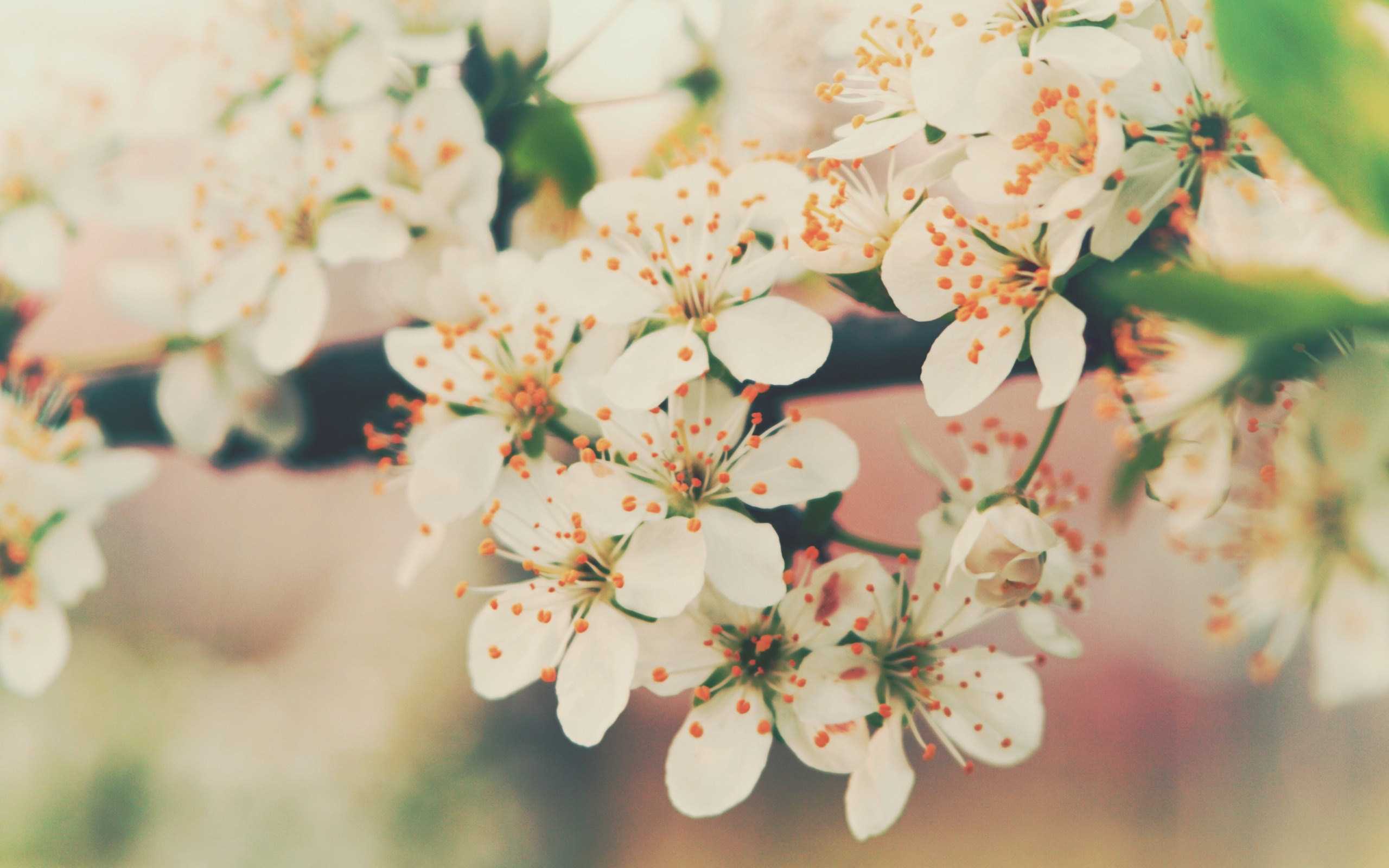Fiori bianchi di ciliegio, 2560x1600 2K+, Desktop