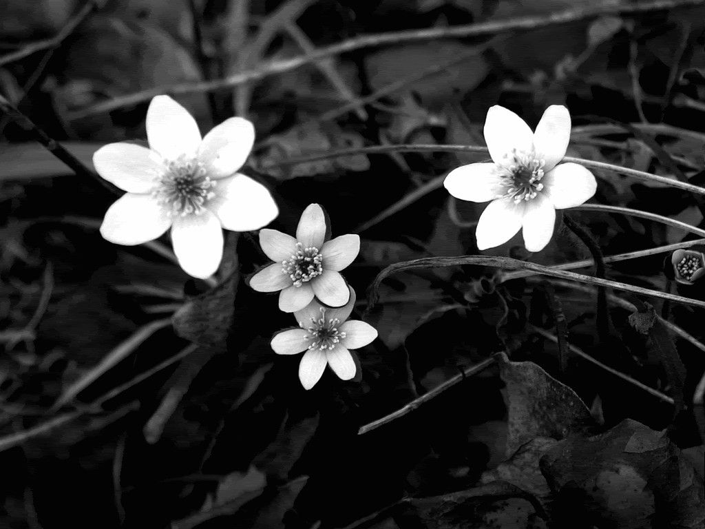 Fiore bianco primo piano, 1920x1200 Full HD+, PC