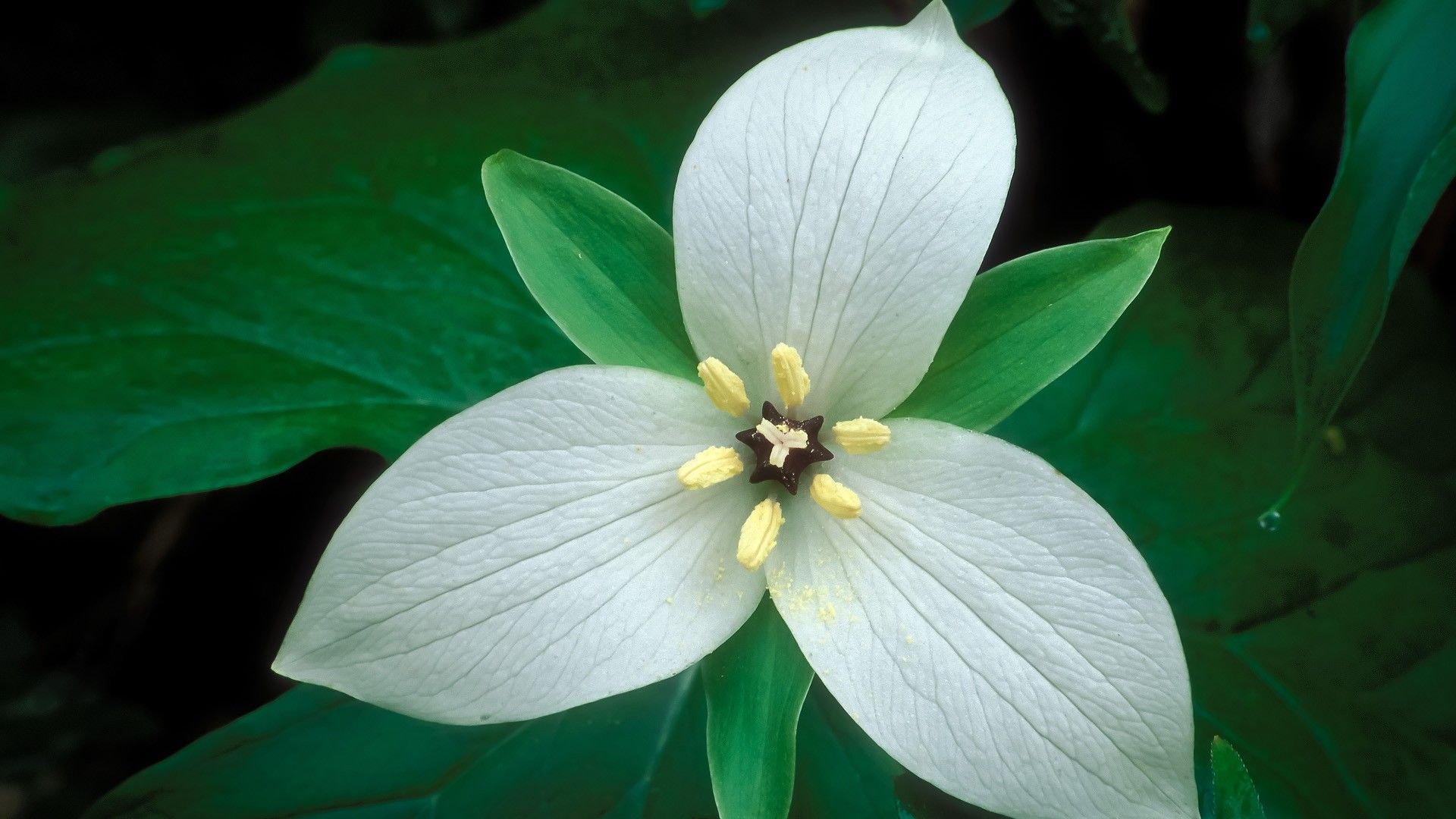Fiore bianco trillium, 1920x1080 Full HD 1080p, Laptop
