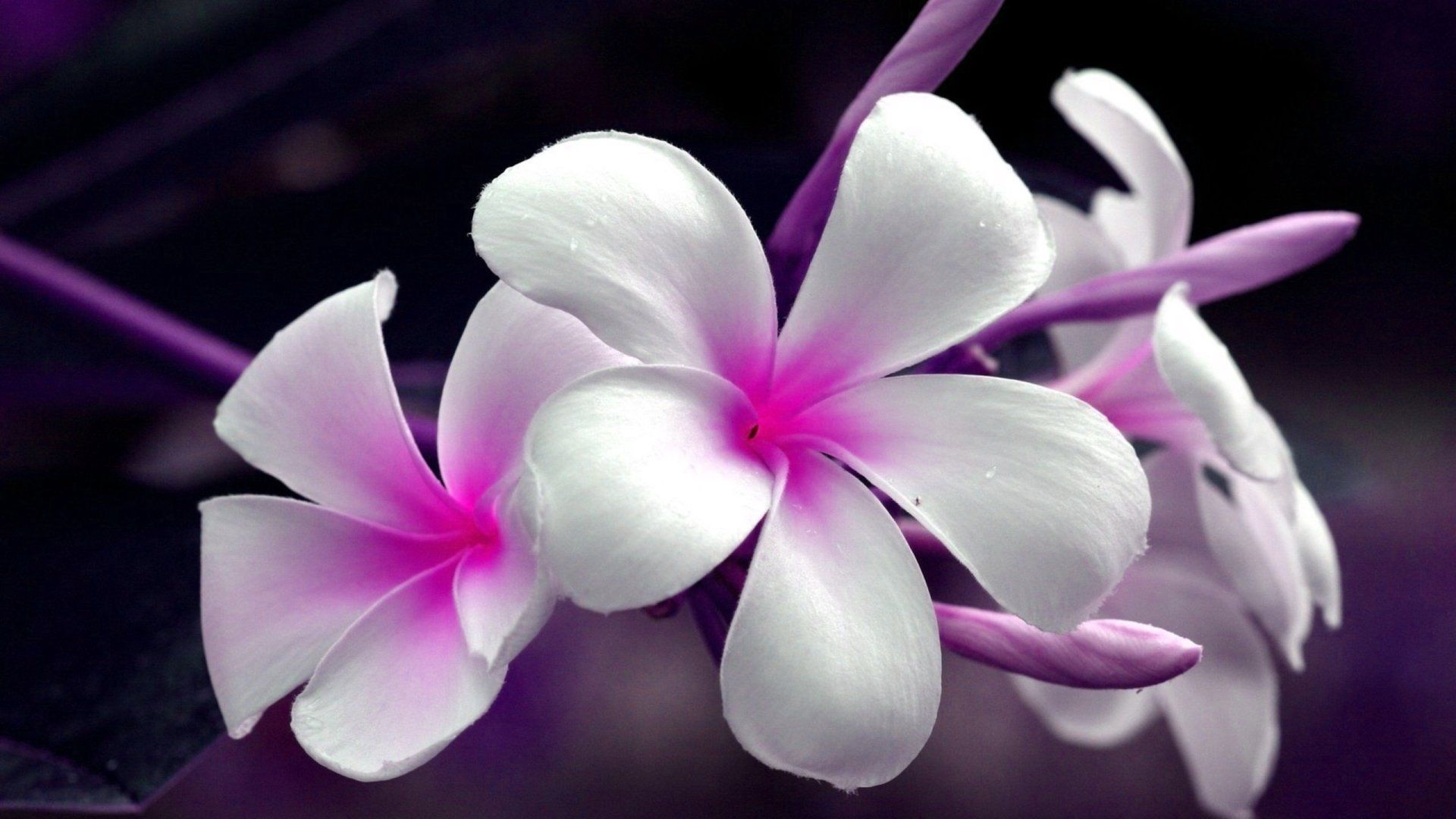 Fiori bianchi in bianco e nero, 1024x768 HD, PC Desktop