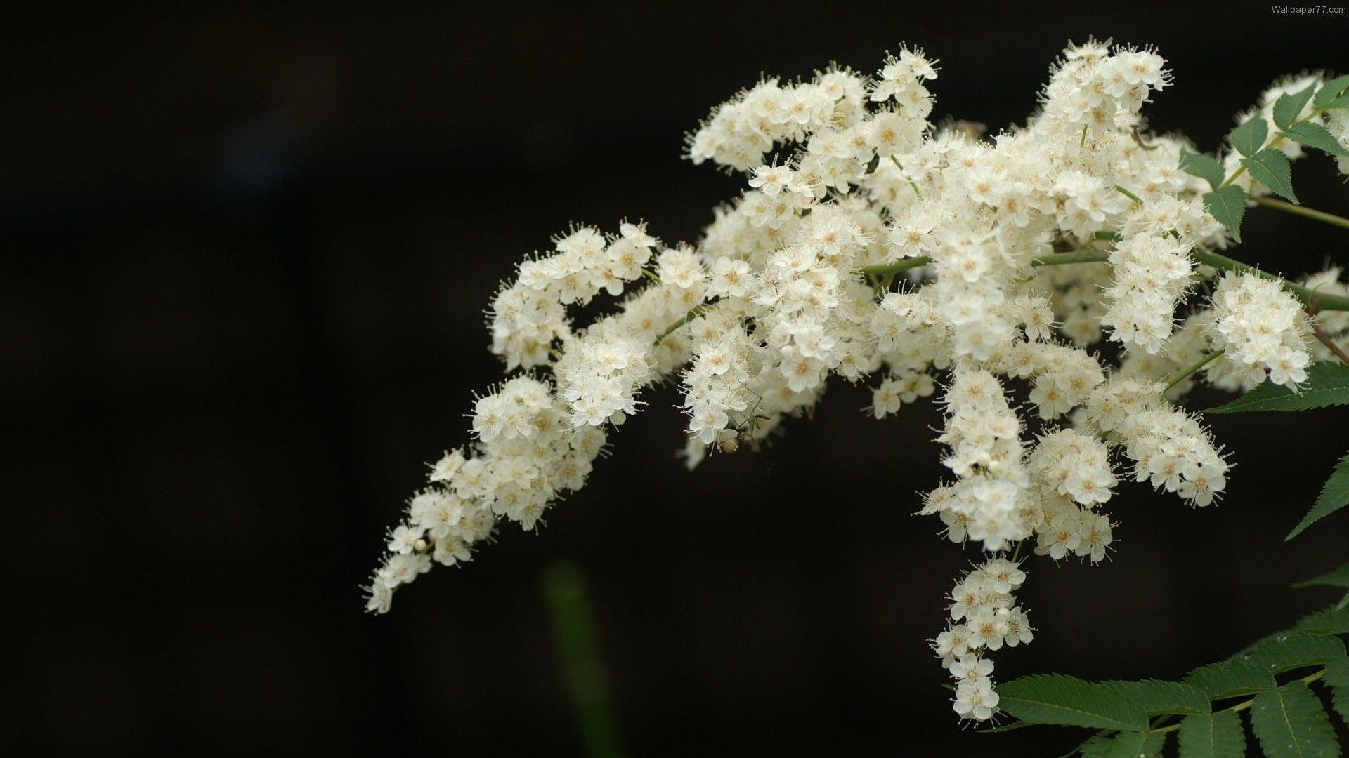 Fiori bianchi su sfondo scuro, 1920x1080 Full HD, PC Desktop