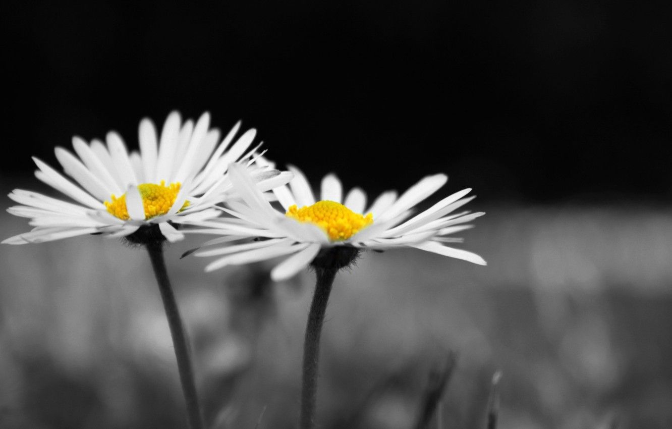 Margherite bianche in bianco e nero, 1332x850 720p, Laptop