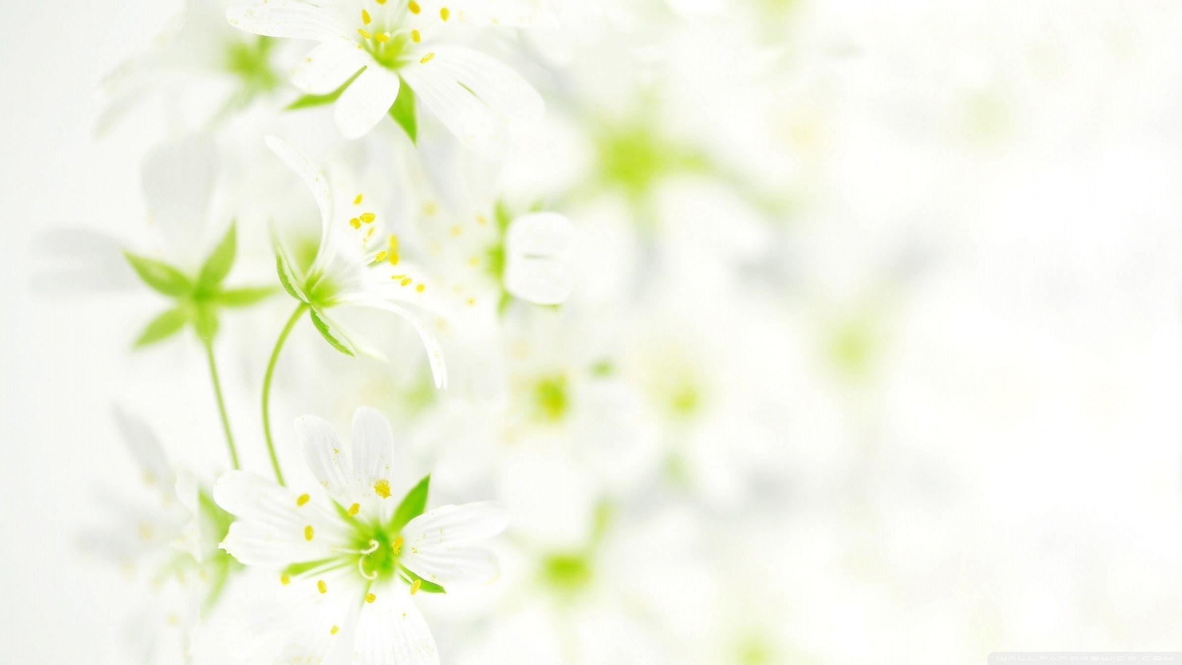 Fiori bianchi sfocati primaverili, 2400x1350 2K, Desktop