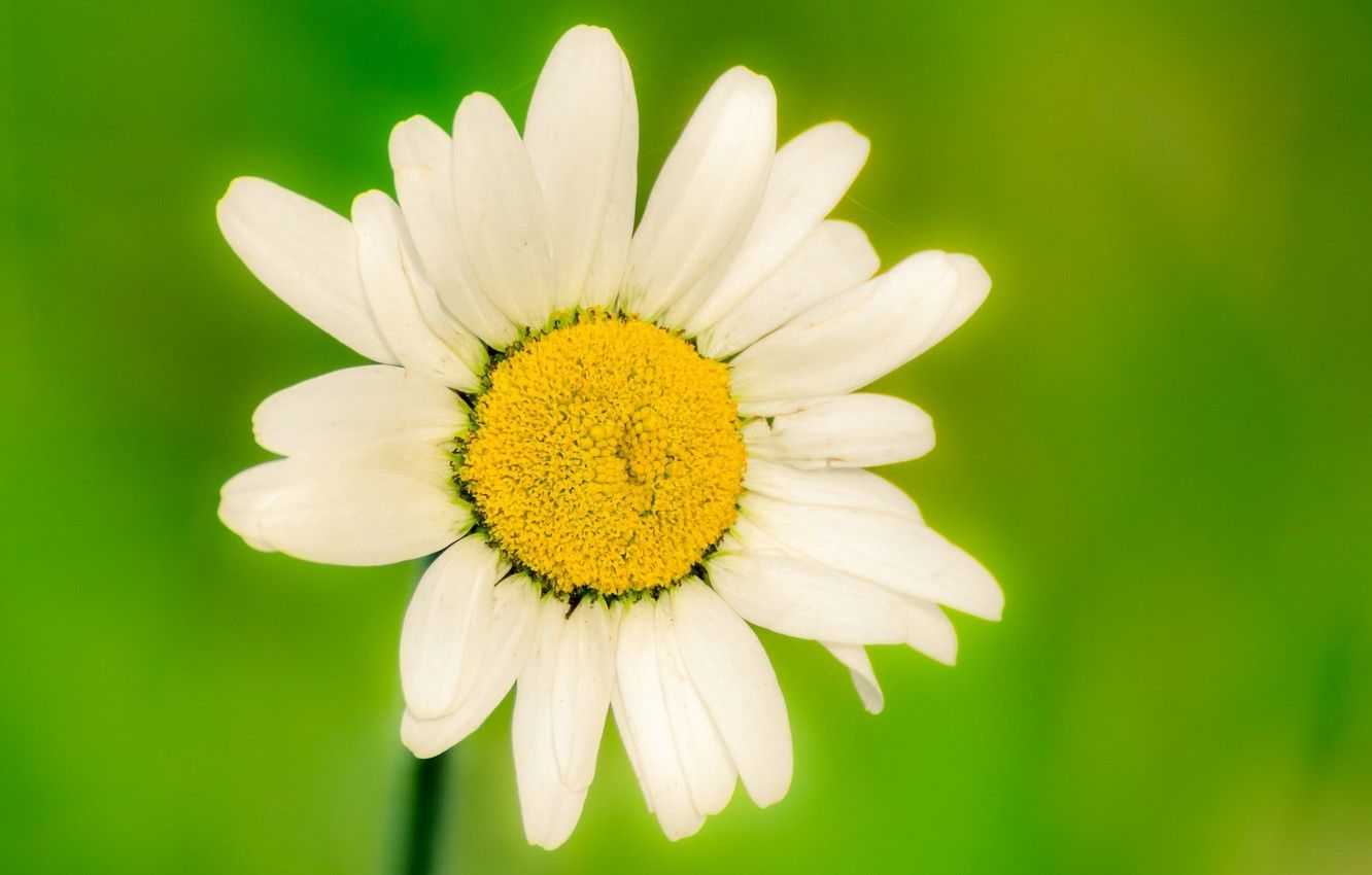 Margherita bianca su verde, 1332x850 HD, Desktop