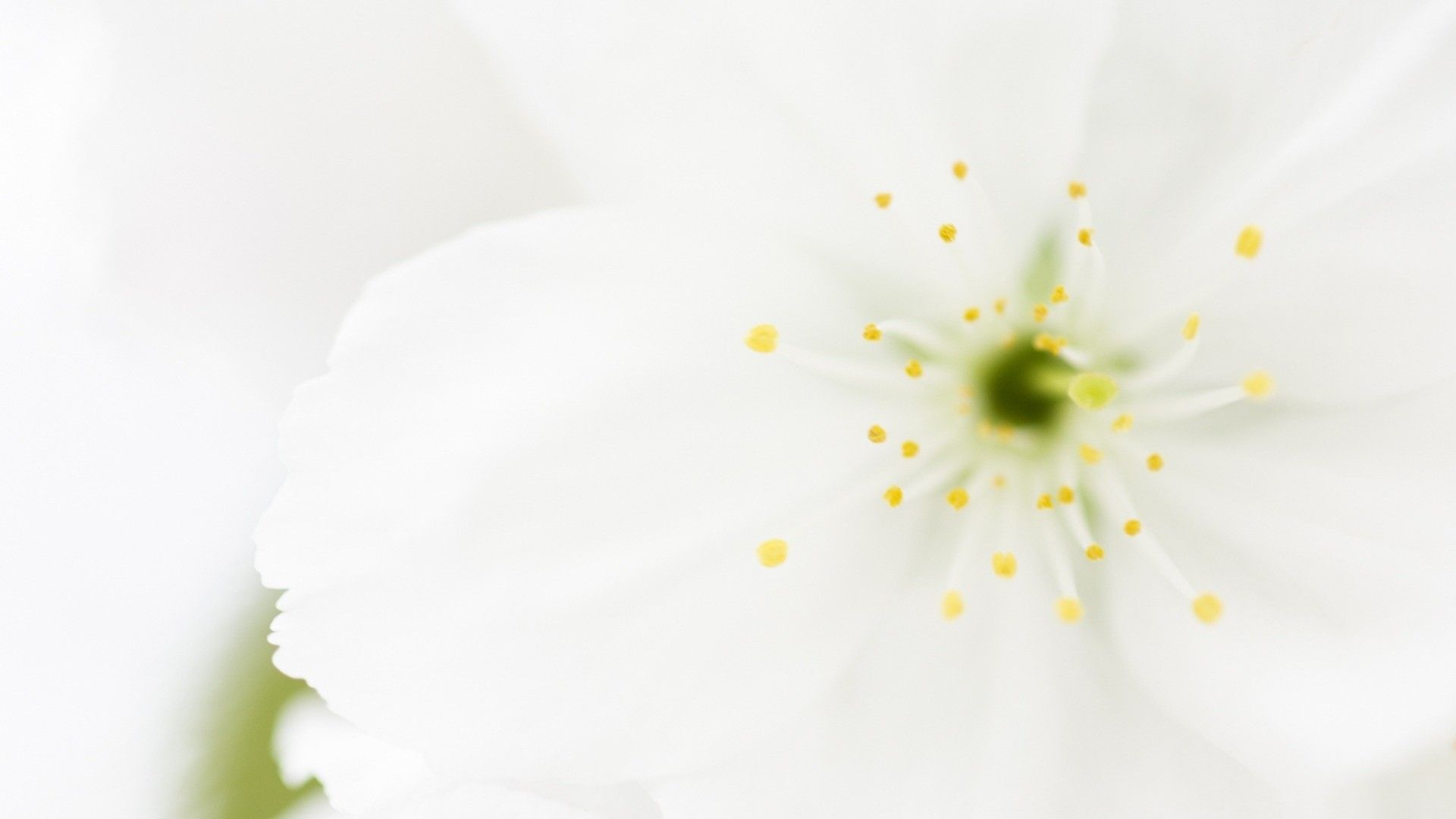Fiori bianchi macro con polline, 1920x1080 Full HD 1080p, PC