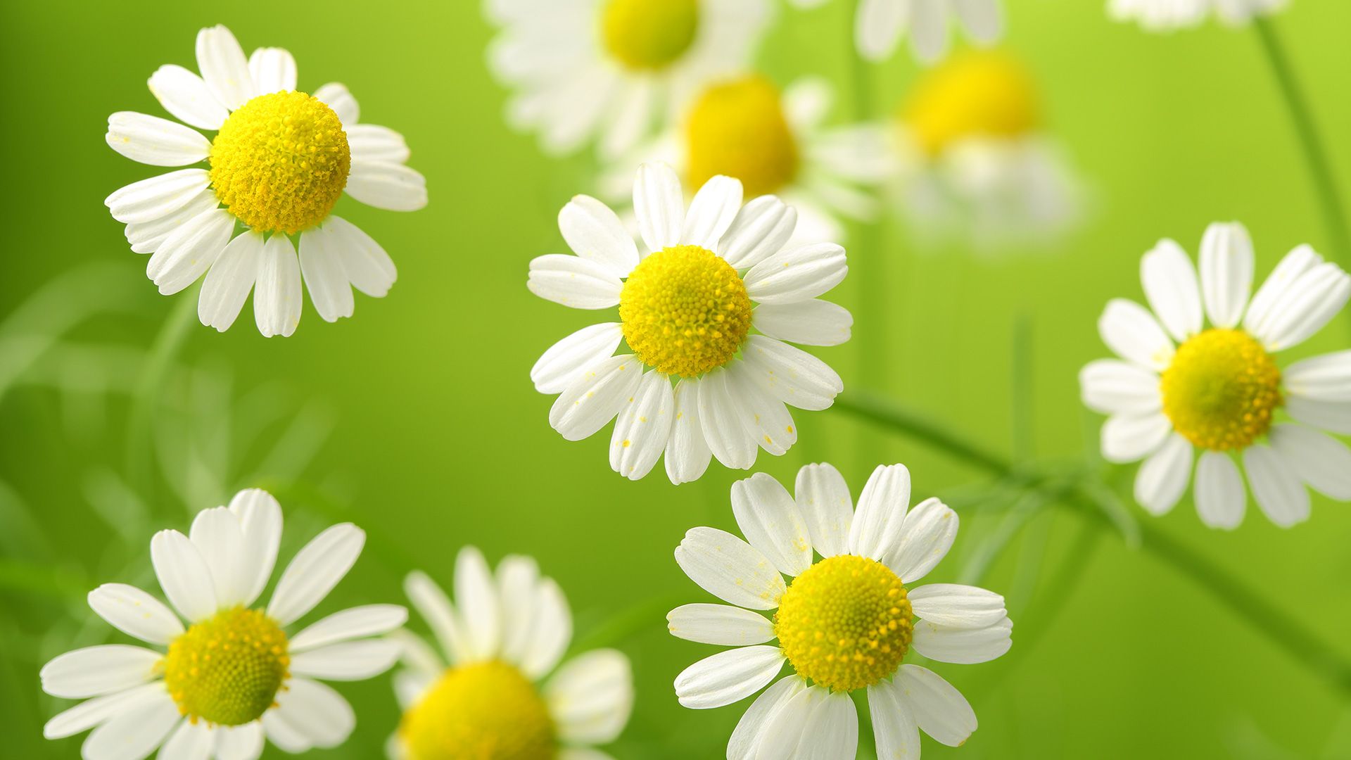Fiori bianchi di camomilla, 1920x1080 Full HD, PC Desktop