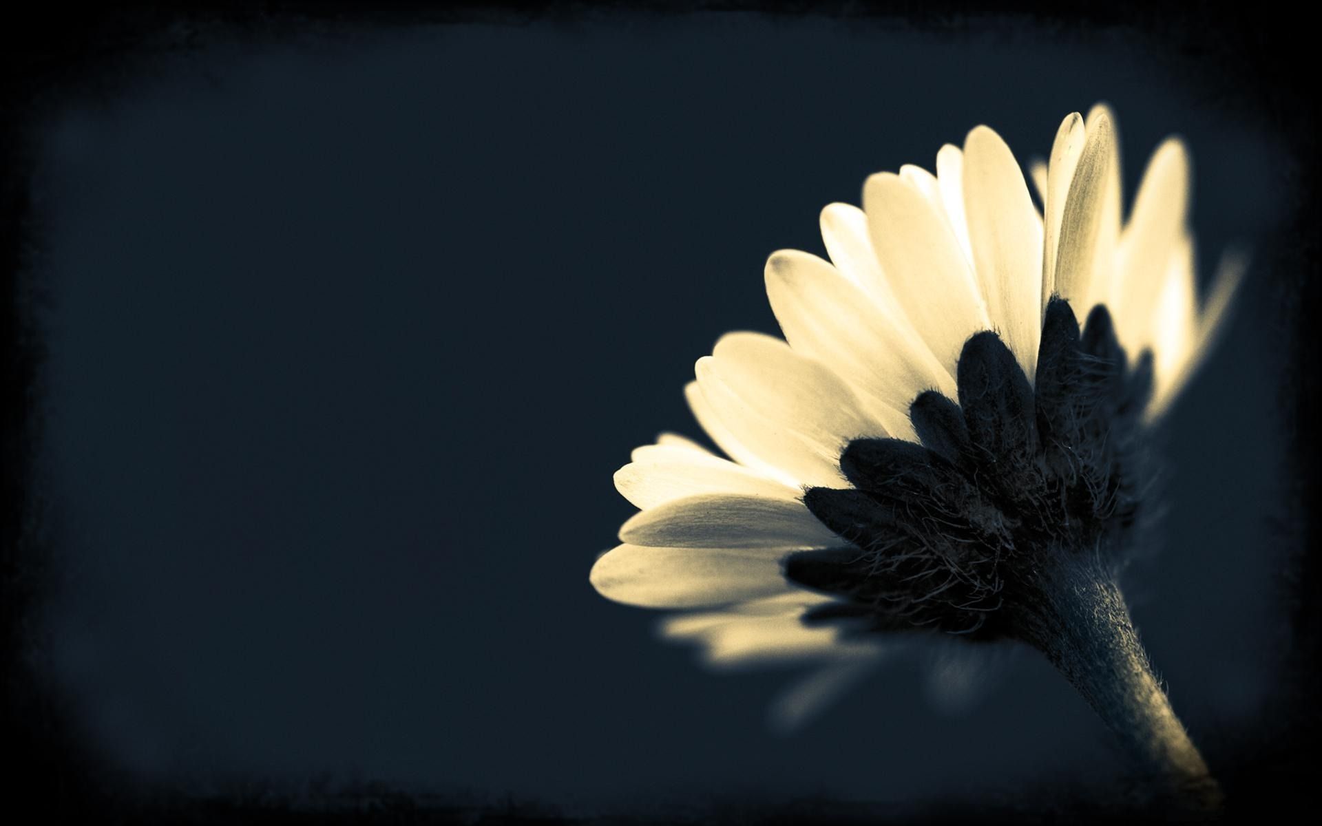 Fiori bianchi di magnolia, 2560x1600 WQXGA, Laptop
