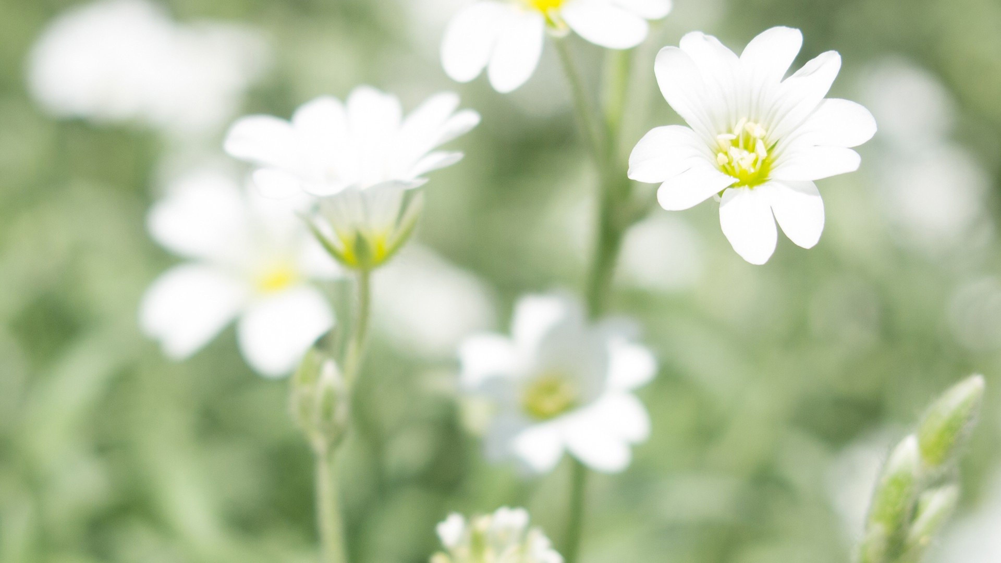 Fiori bianchi con centro giallo, 3840x2160 4K Ultra HD, Monitor 4K