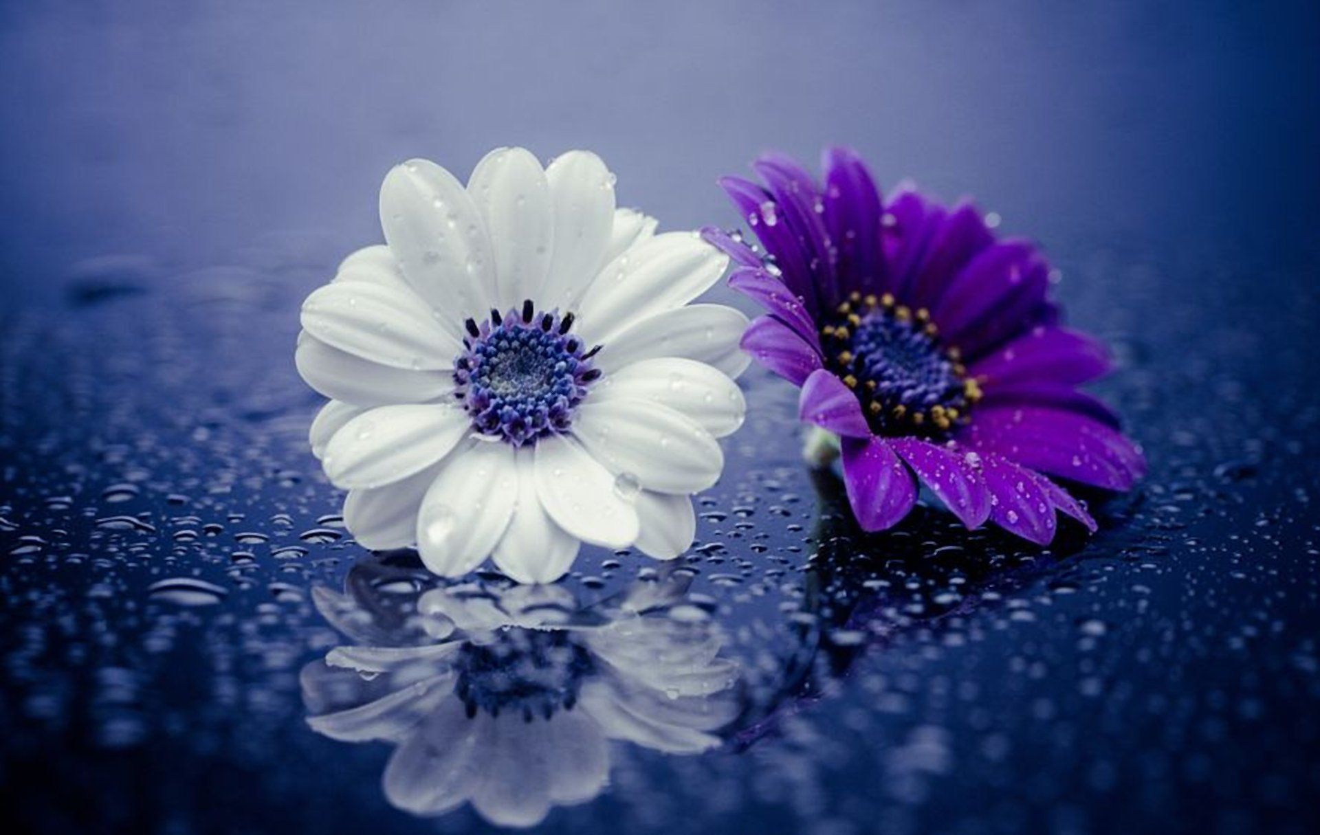 Fiori bianco e viola con gocce, 1920x1215 Full HD+, PC