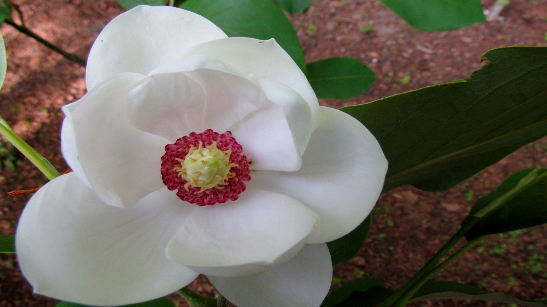 Fiore bianco su sfondo scuro, 1920x1200 WUXGA, Desktop