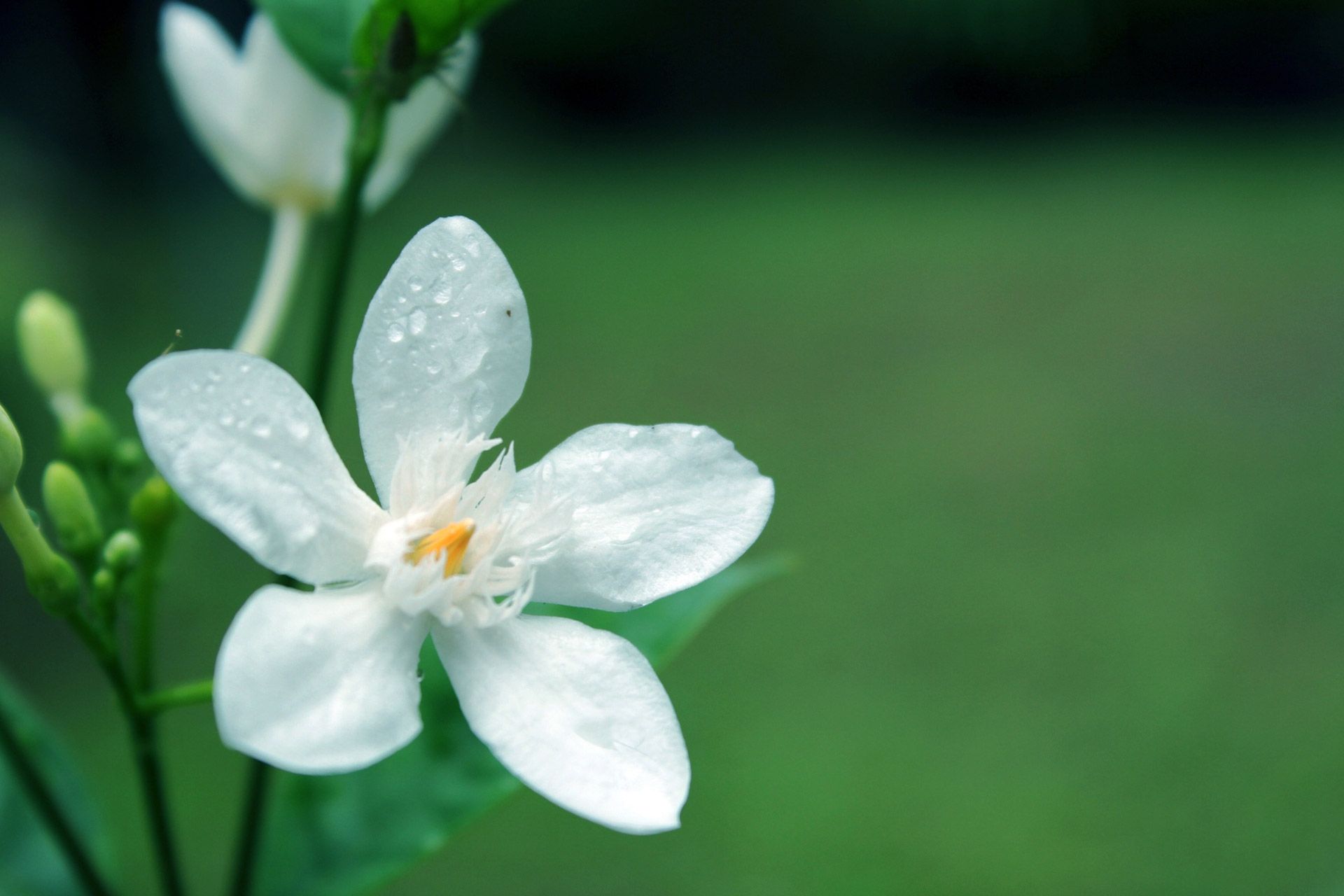 Fiore di magnolia bianco, 1920x1080 Full HD 1080p, PC Desktop
