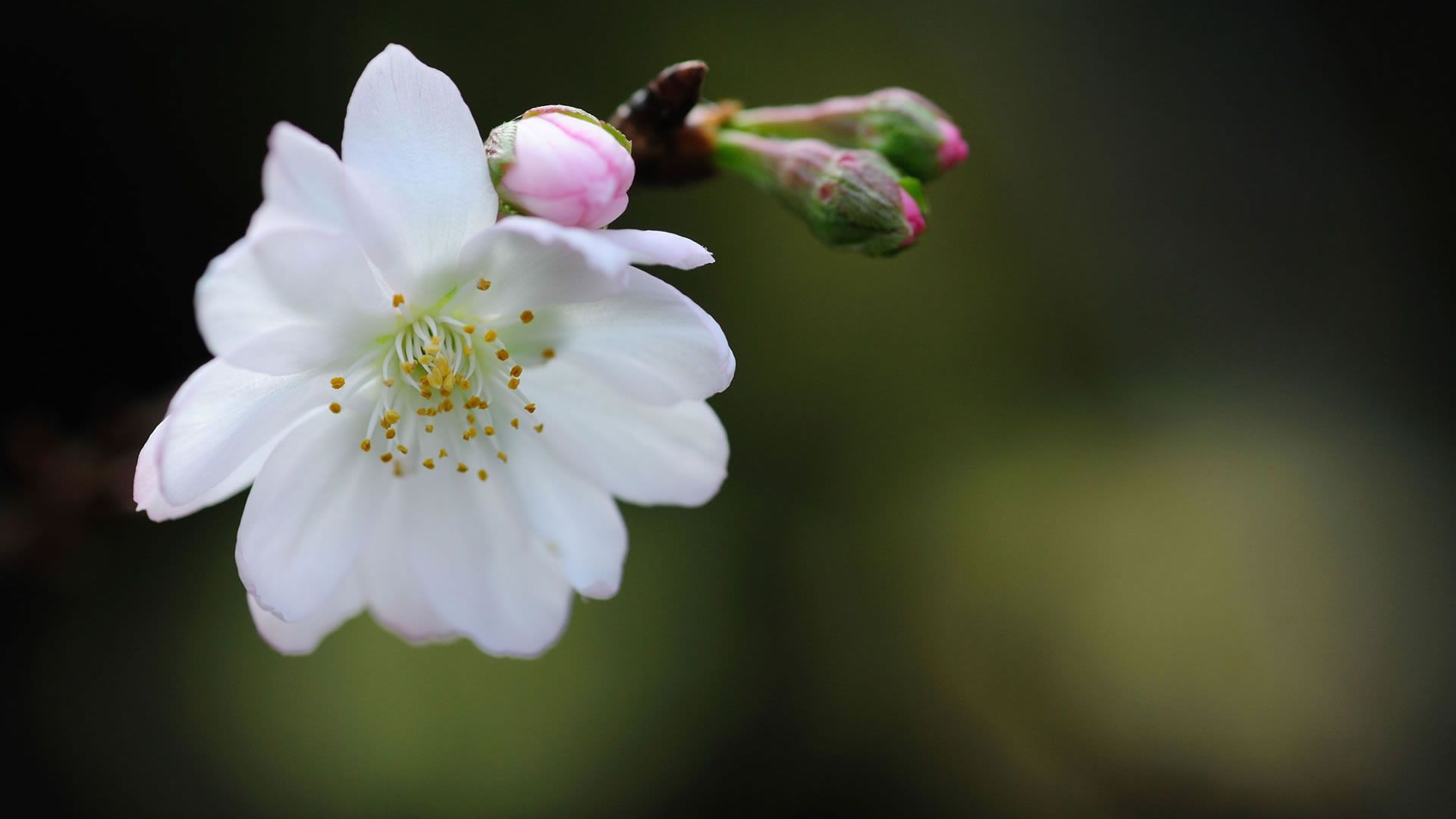 Fiore bianco con gocce d'acqua, 1920x1280 Full HD+, Desktop