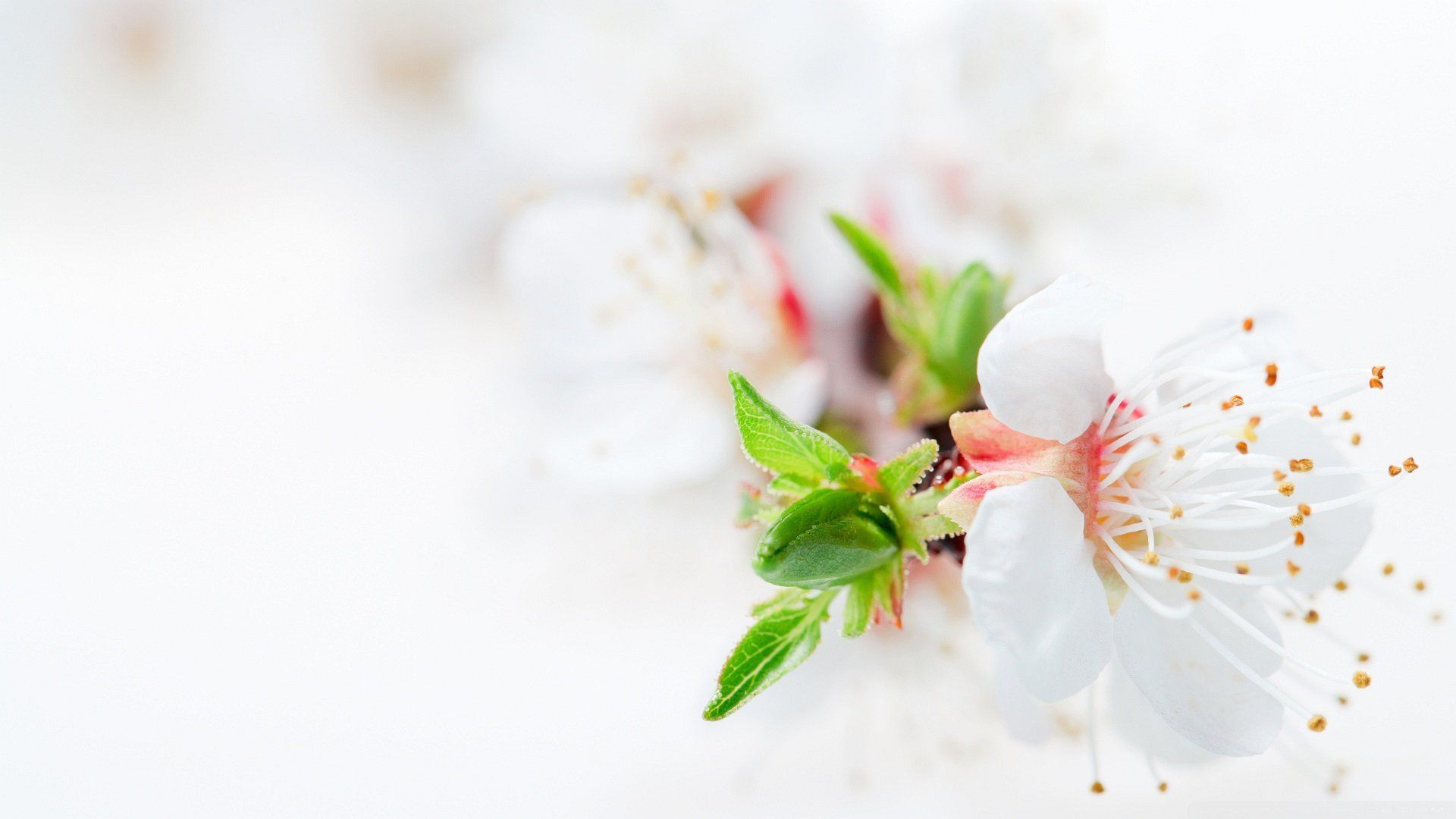 Fiori bianchi di ciliegio, 1920x1080 1080p, PC