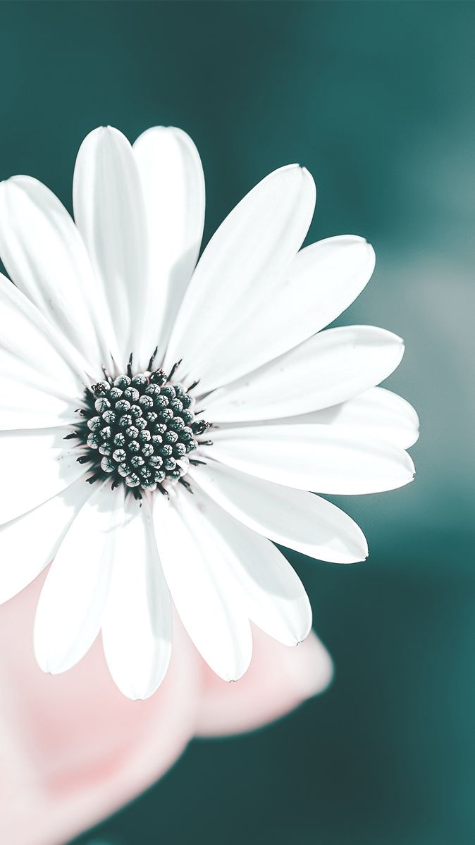 Fiore bianco in mano, 674x1199 Full HD Verticale, iPhone Pro Max