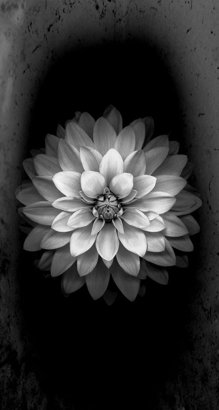 Fiore bianco su sfondo scuro, 744x1392 Verticale, iPhone Pro Max