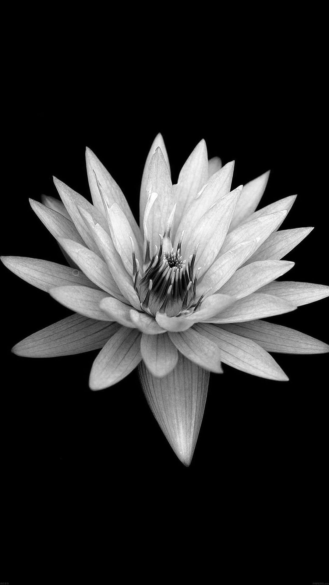 Fiore di loto bianco, 1080x1920 Verticale, iPhone