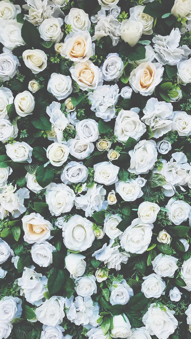 Rose bianche vista dall'alto, 736x1308 Full HD Verticale, iPhone Plus
