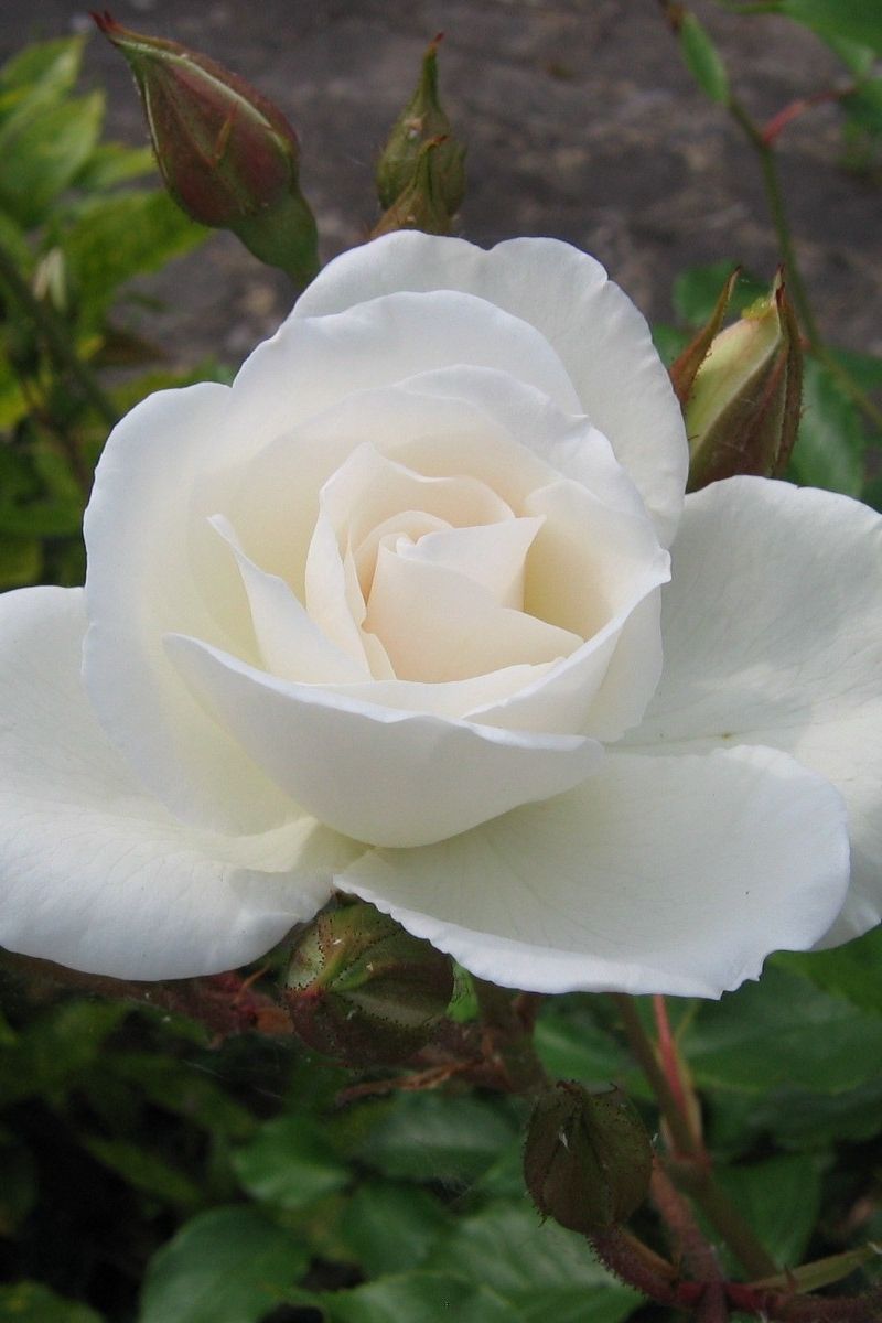 Rosa bianca con boccioli, 800x1200 Full HD Verticale, iPhone Pro Max