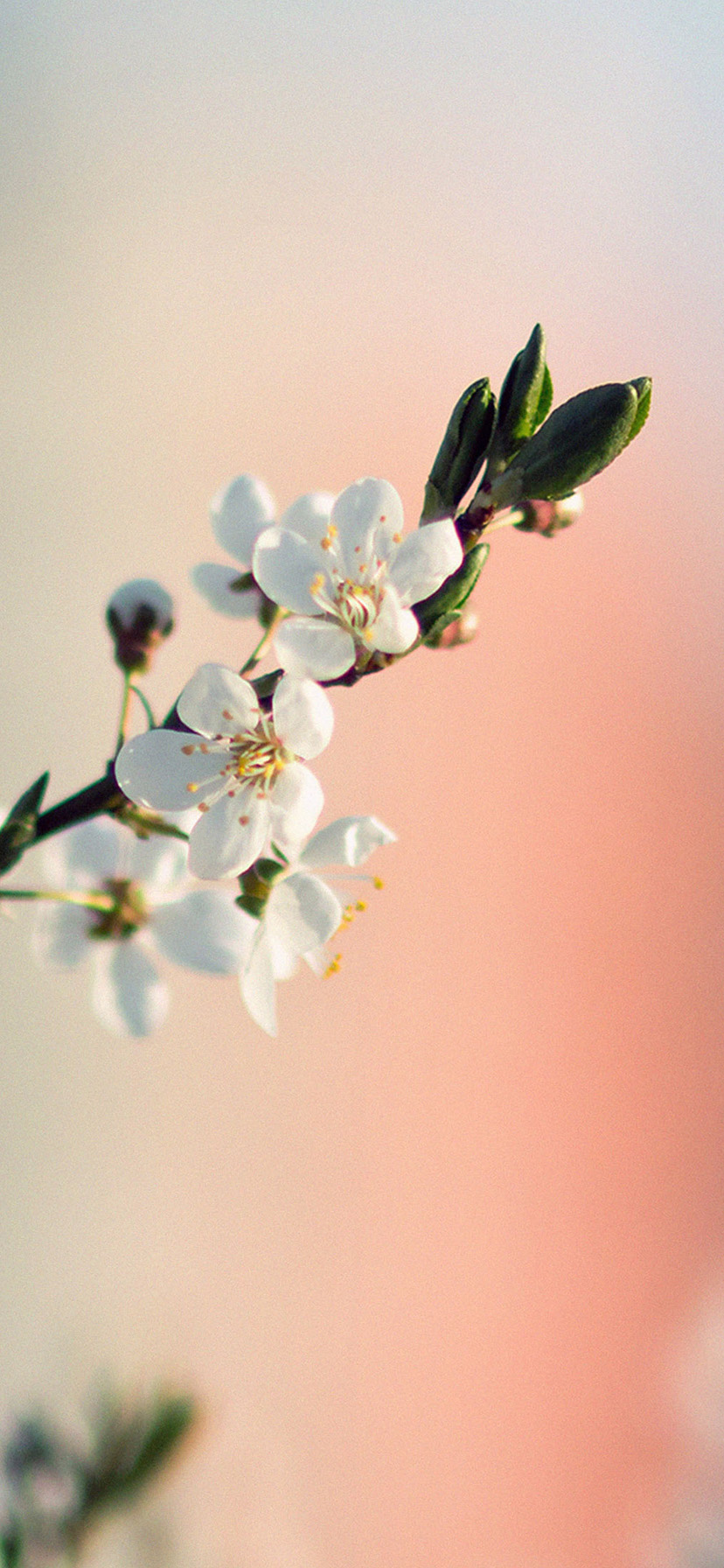 Ramo fiori bianchi primaverili, 828x1792 Verticale, iPhone Pro Max