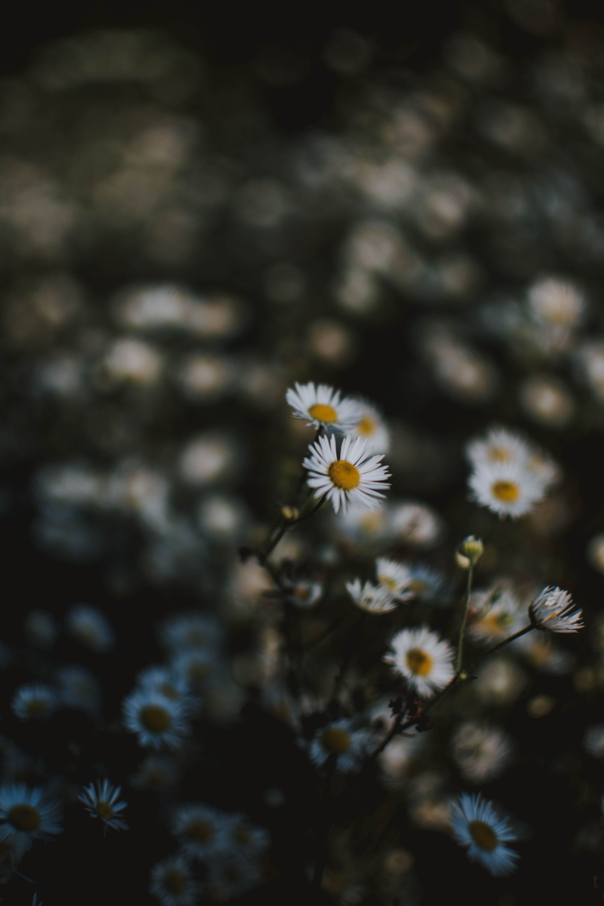 Fiori bianchi di camomilla, 1920x2880 Verticale, iPhone Plus