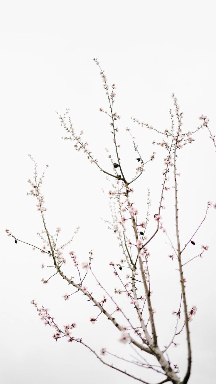 Rami con fiori bianchi, 736x1308 Full HD Verticale, iPhone
