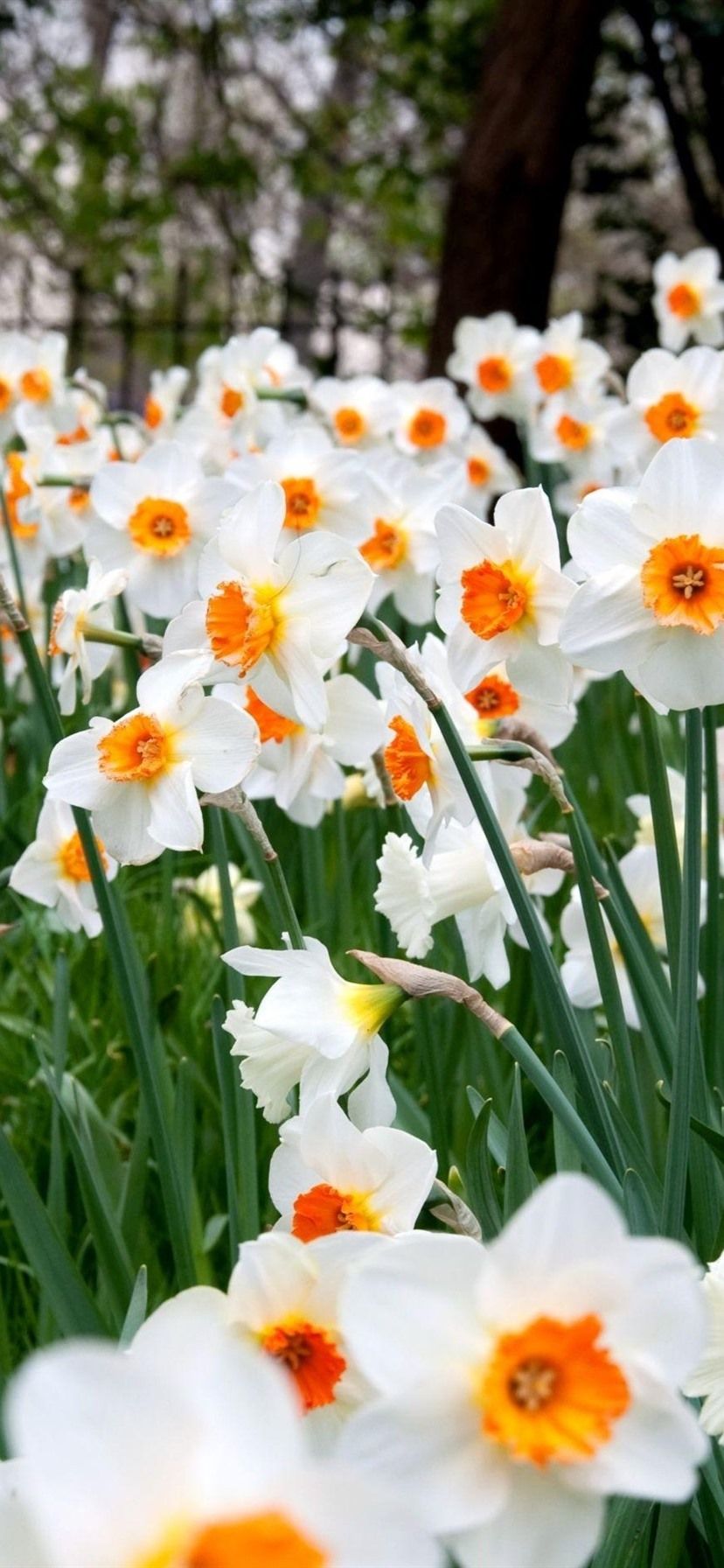 Campo di narcisi bianchi, 828x1792 Verticale, iPhone Pro Max