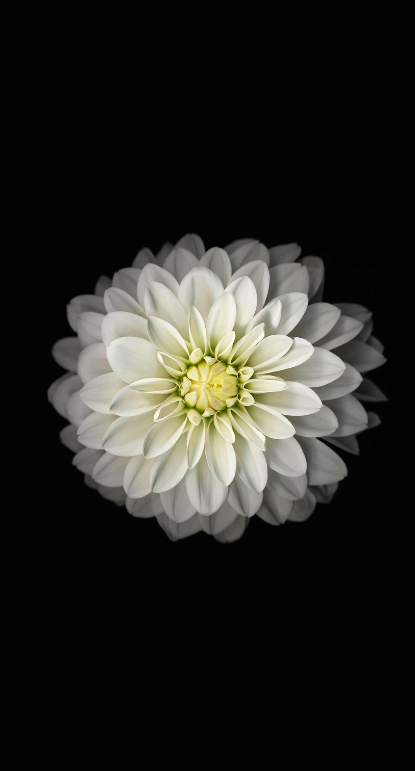 Fiore bianco su sfondo nero, 1398x2592 Verticale, iPhone Pro Max