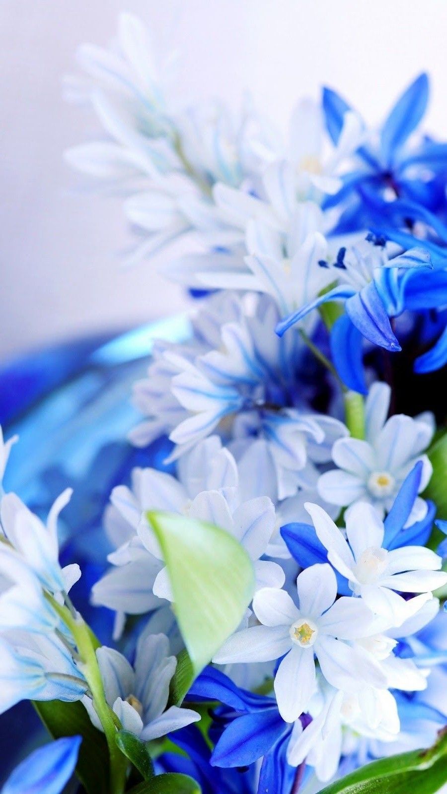 Fiori bianchi e blu, 900x1600 Verticale, iPhone Air