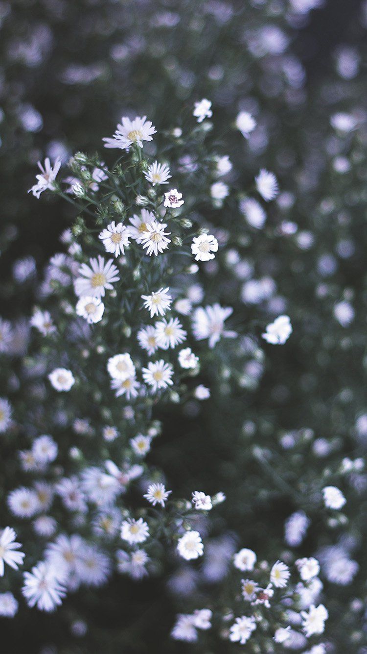 Piccoli fiori bianchi campo, 750x1334 Full HD Verticale, iPhone Plus