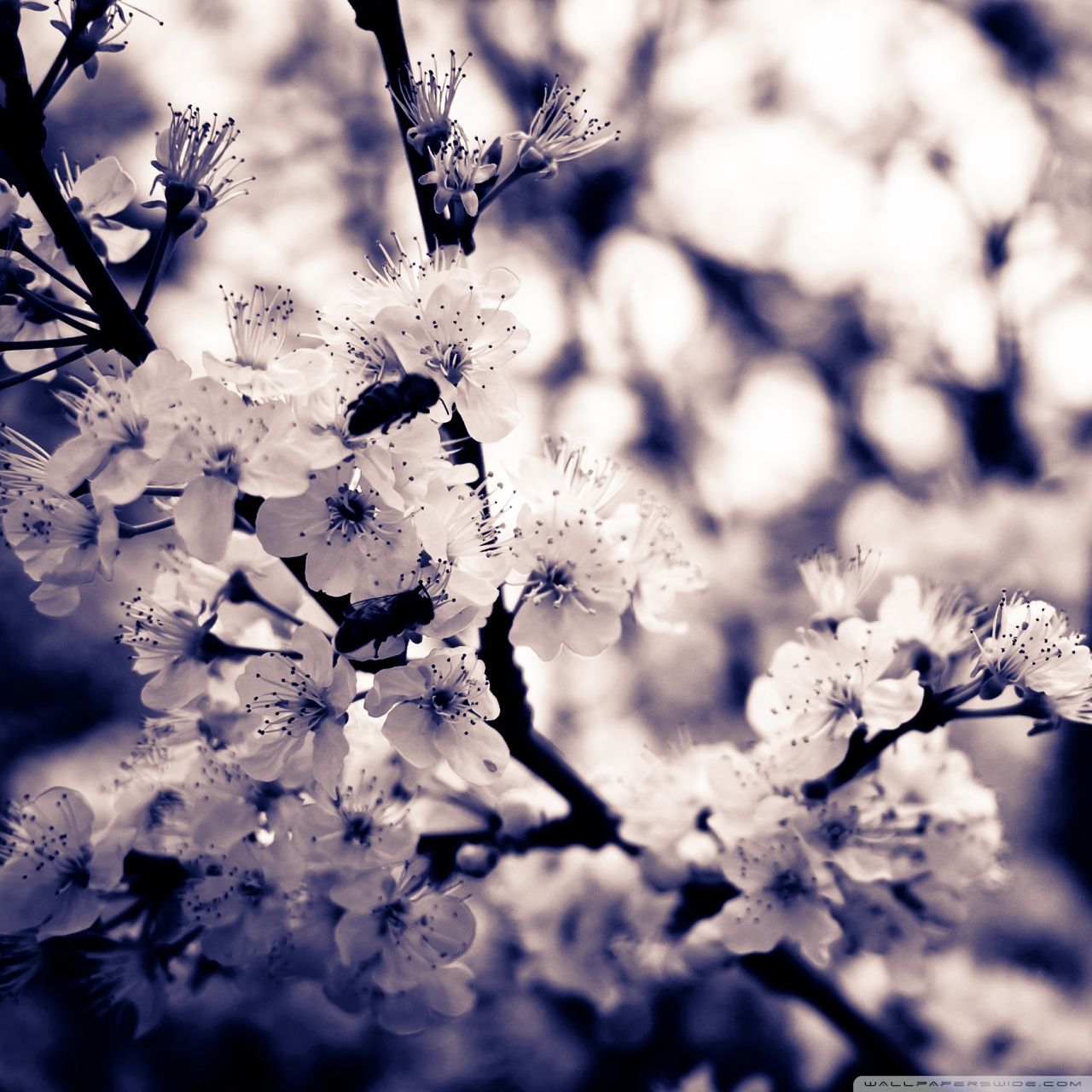 Fiori bianchi di ciliegio, 1280x1280 HD, ROG Asus Laptop