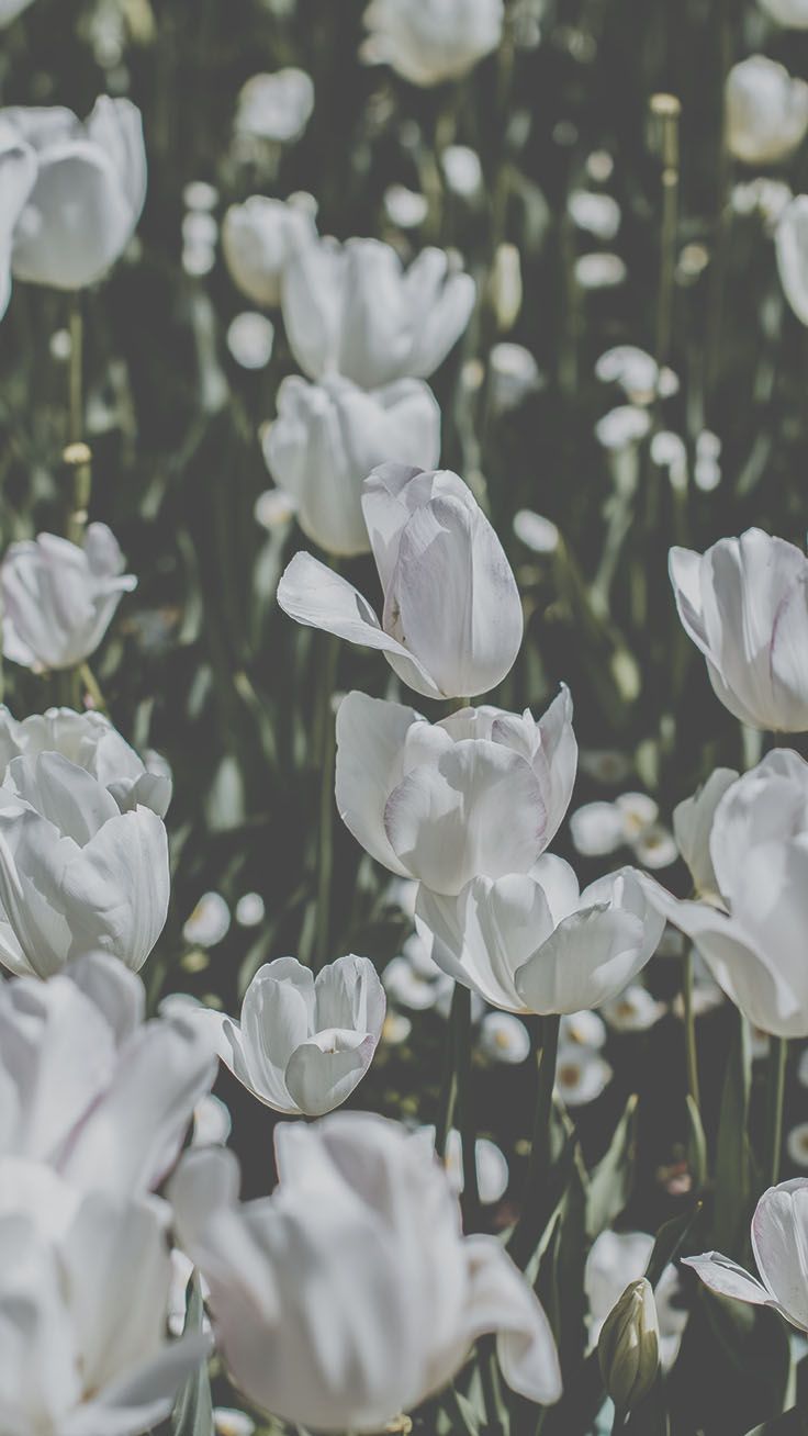 Tulipani bianchi in campo, 736x1308 Full HD Verticale, iPhone Pro Max