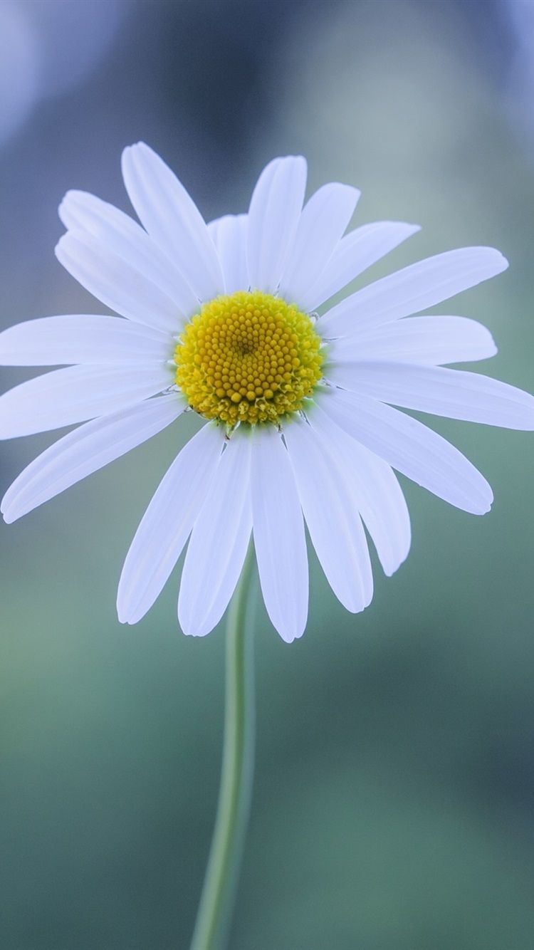 Fiore di margherita bianca, 750x1334 Full HD Verticale, iPhone Air