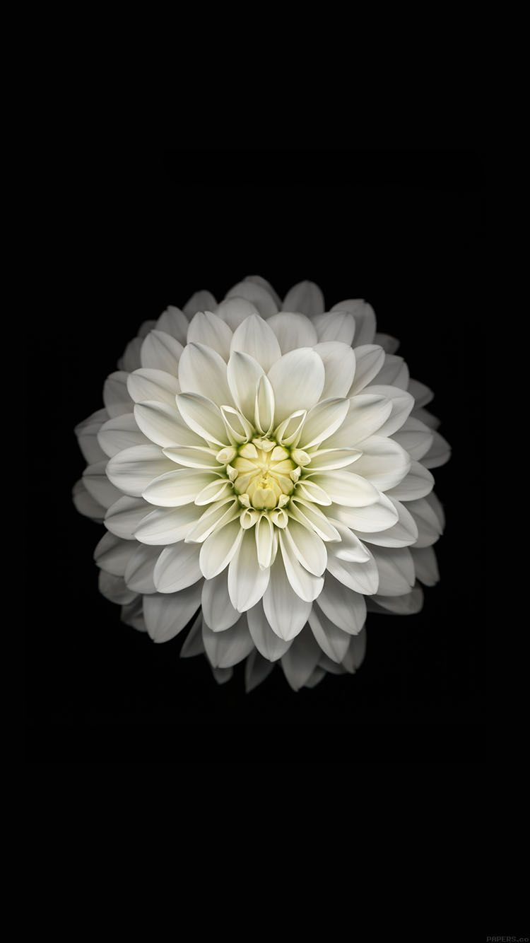Fiore bianco su nero, 750x1334 Full HD Verticale, iPhone Pro
