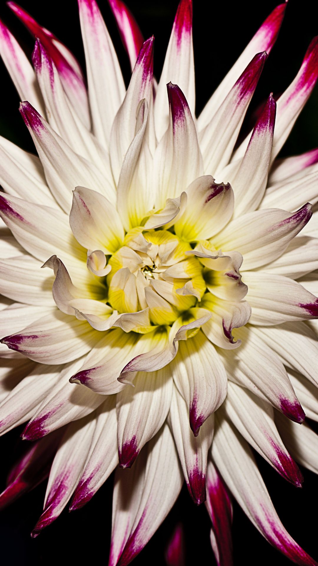 Dalia bianca con punte rosa, 1080x1920 Verticale, iPhone Plus
